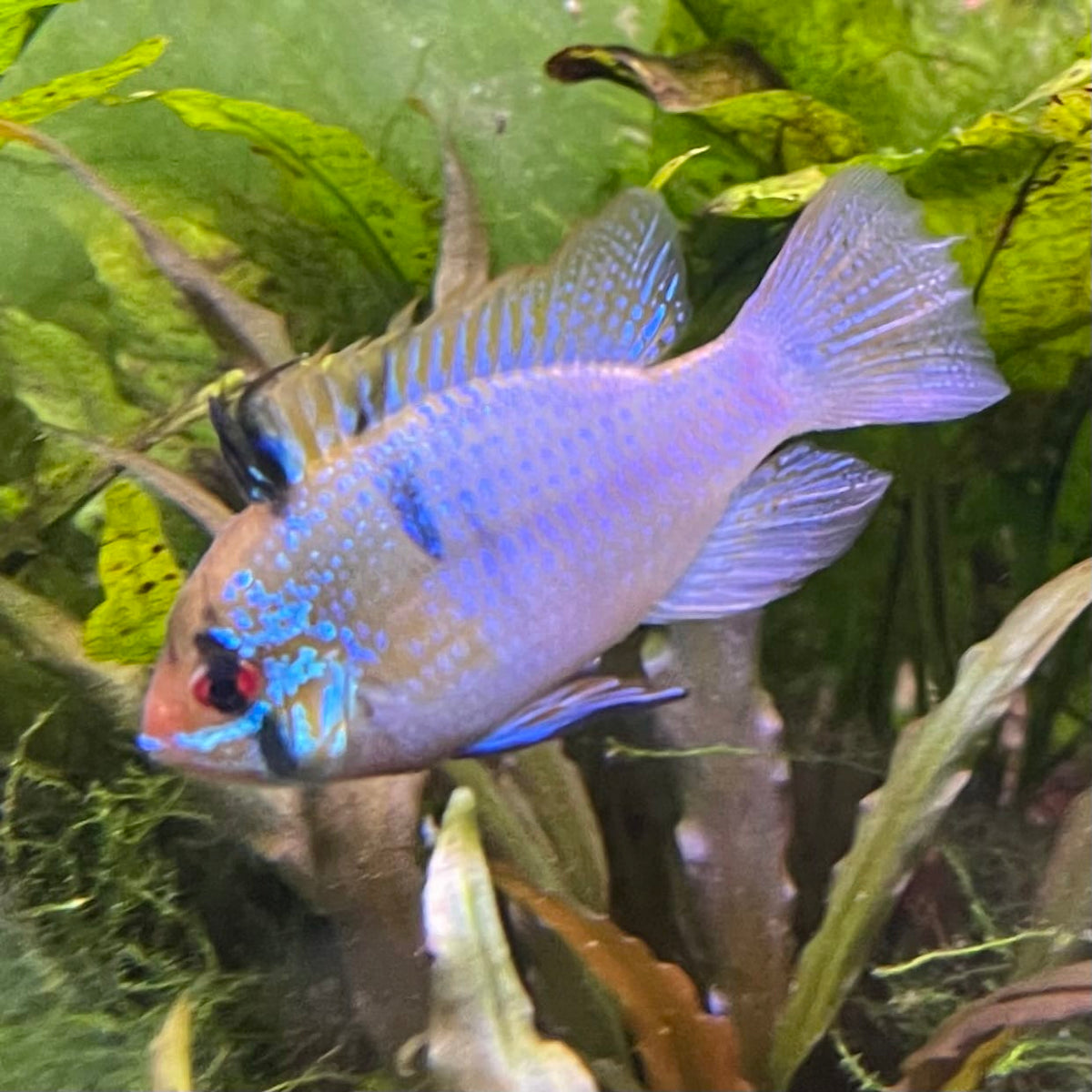 the-fish-farm Dwarf American Cichlid Ram - German Blue (Ramerezi) Dwarf American Cichlid 2-4cm German Blue Ram Cichlid - The Fish farm