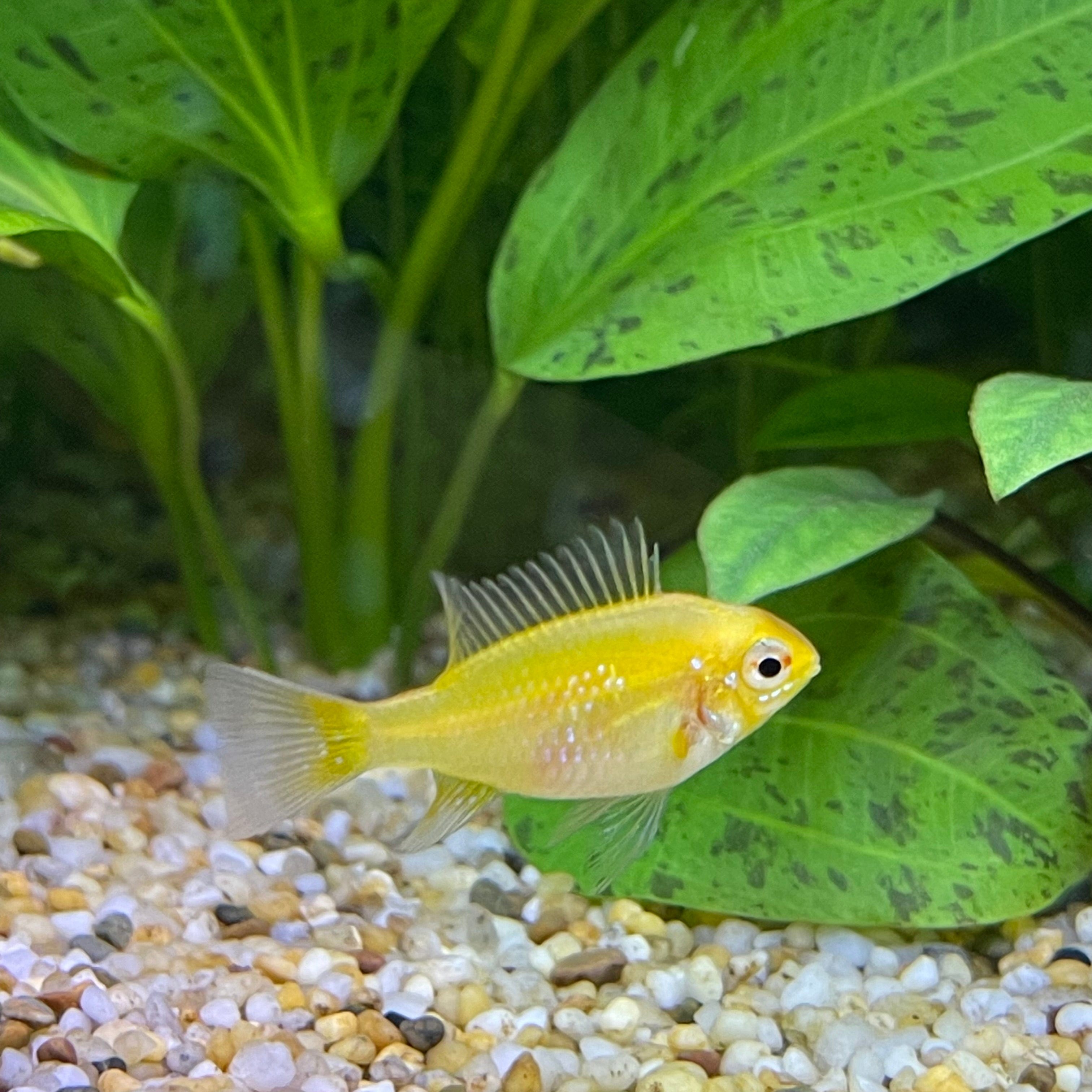 the-fish-farm Dwarf American Cichlid Ram - Gold American Cichlid 3.5cm Gold Ram 3.5cm- The Fish Farm