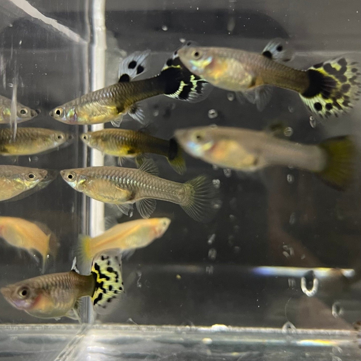 the-fish-farm Feeder Fish Guppy Feeder Guppy Feeder - The Fish Farm