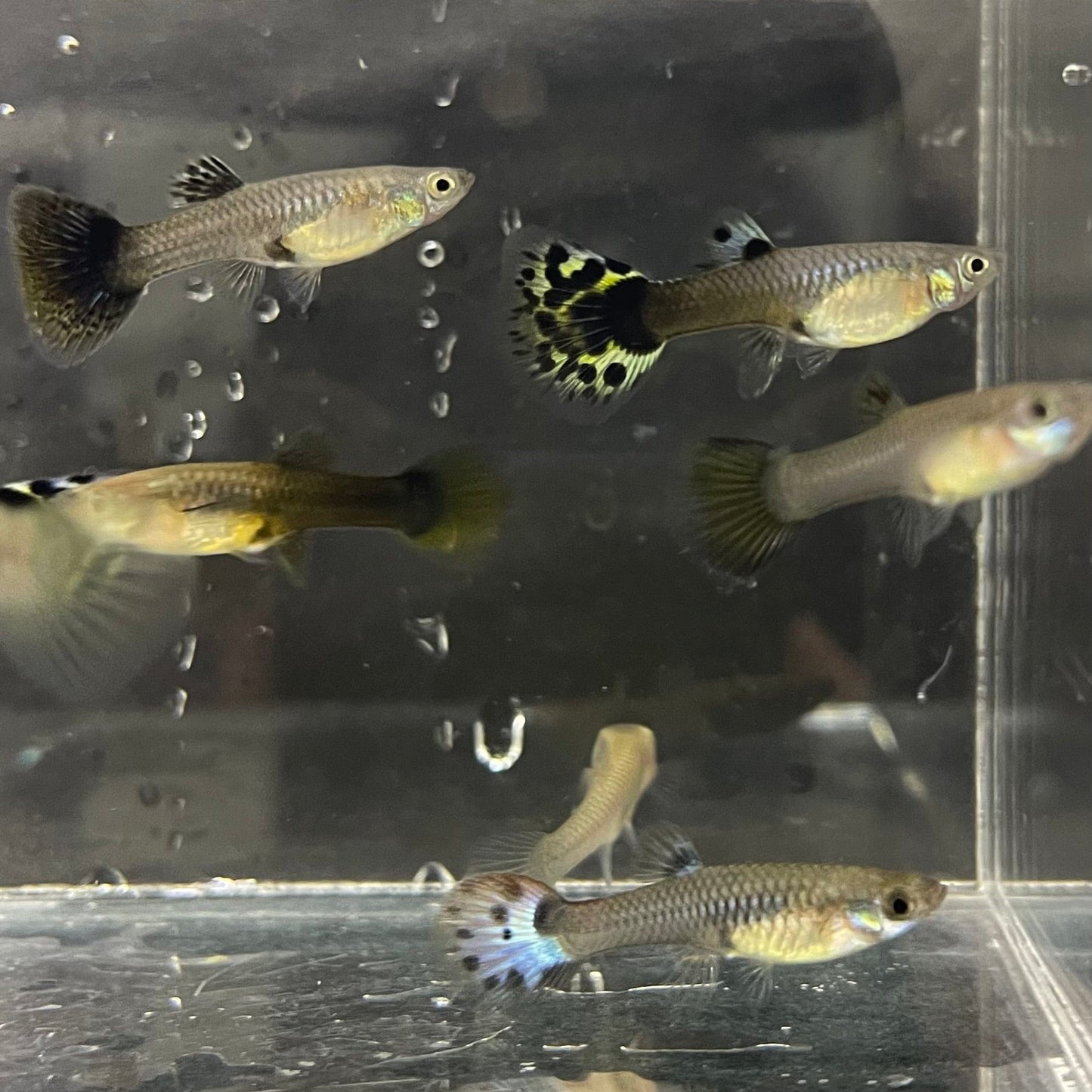 the-fish-farm Feeder Fish Guppy Feeder Guppy Feeder - The Fish Farm