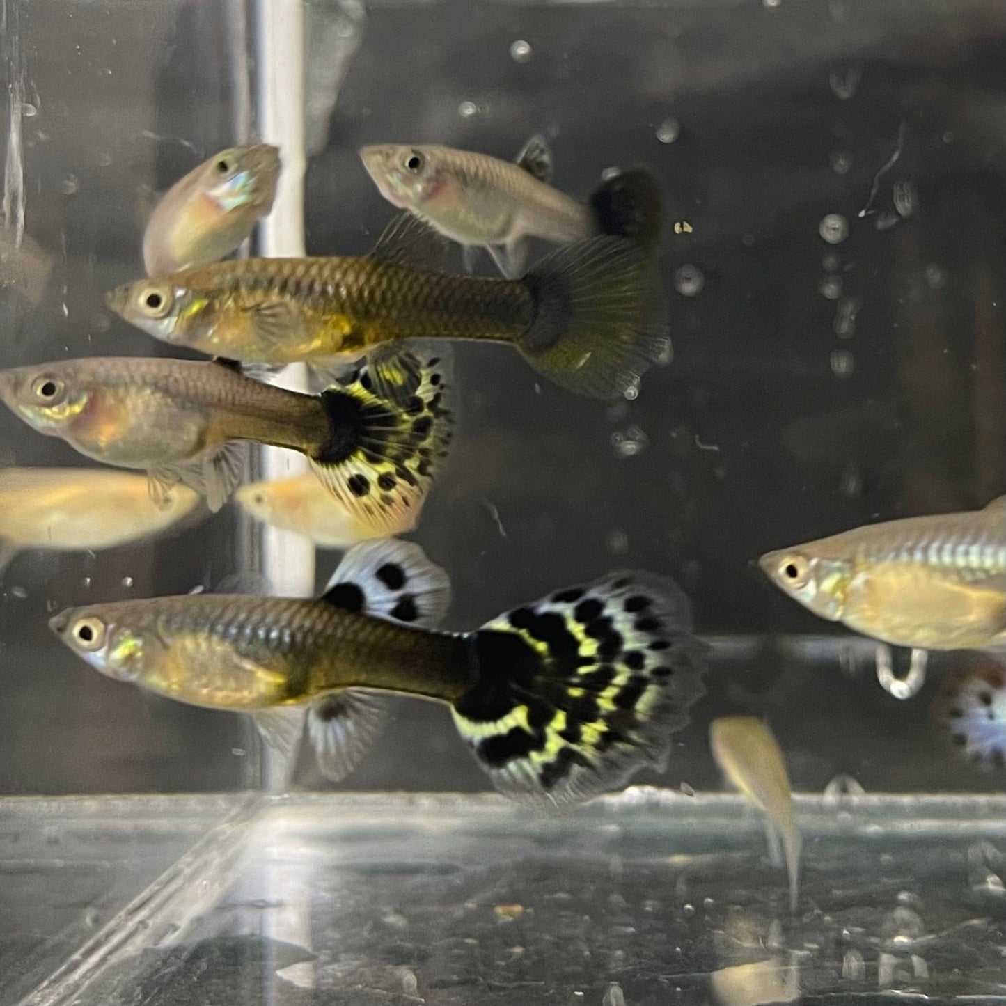 the-fish-farm Feeder Fish Guppy Feeder Guppy Feeder - The Fish Farm