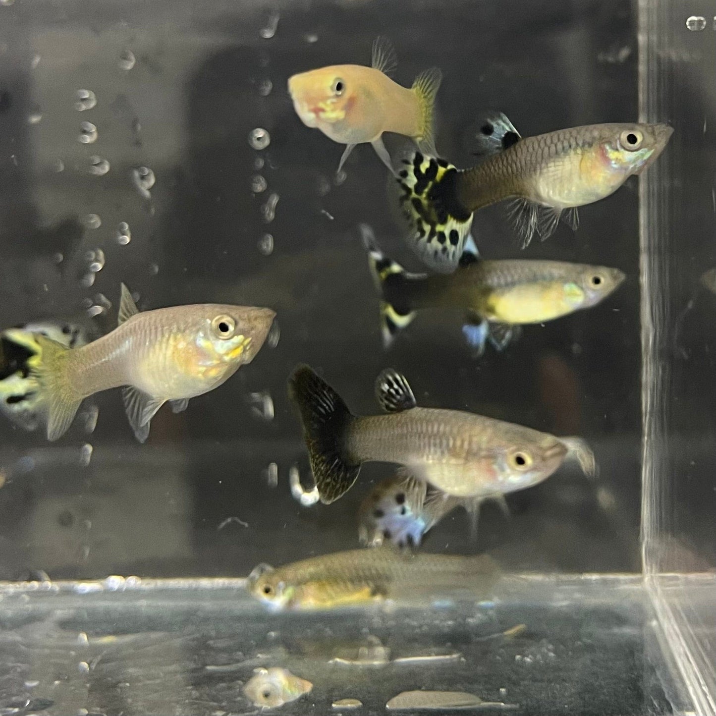 the-fish-farm Feeder Fish Guppy Feeder Guppy Feeder - The Fish Farm