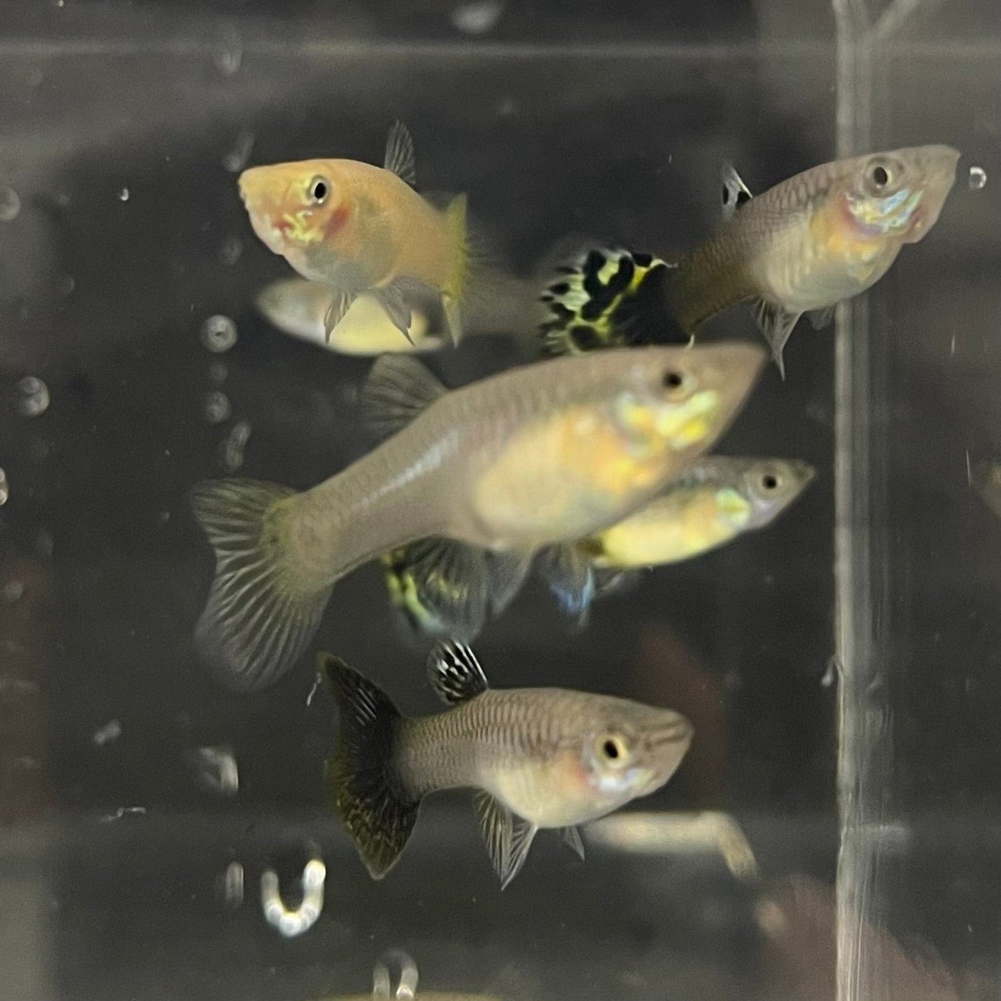 the-fish-farm Feeder Fish Guppy Feeder Guppy Feeder - The Fish Farm