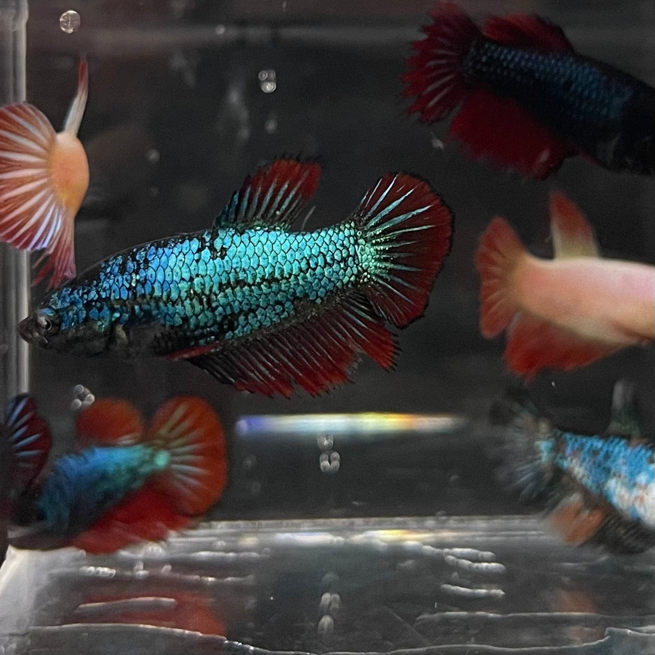 the-fish-farm Female Betta Betta - Female Assorted Colours 3.5-4.5cm Assorted Coloured Female Bettas (Fighter Fish) - The Fish Farm