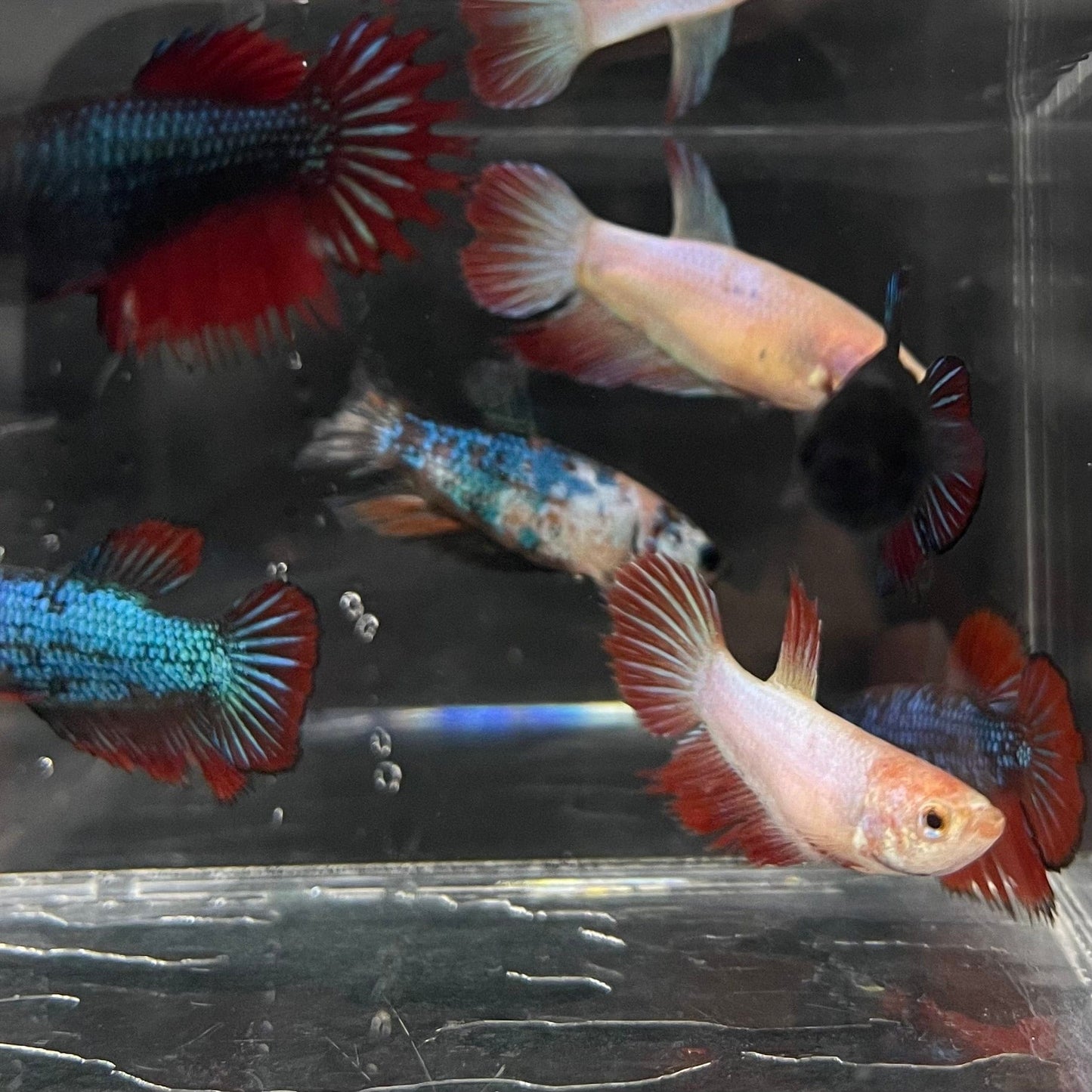 the-fish-farm Female Betta Betta - Female Assorted Colours 3.5-4.5cm Assorted Coloured Female Bettas (Fighter Fish) - The Fish Farm