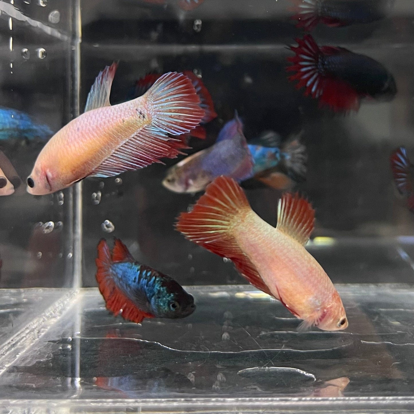 the-fish-farm Female Betta Betta - Female Assorted Colours 3.5-4.5cm Assorted Coloured Female Bettas (Fighter Fish) - The Fish Farm