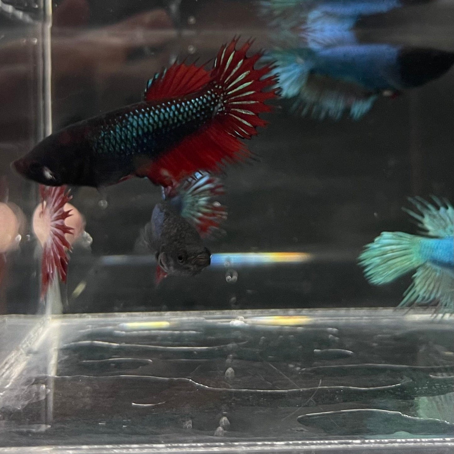 the-fish-farm Female Betta Crowntail Betta - Female Assorted Colours 4-5cm Female Crowntail Betta fighting fish 5cm - The Fish Farm