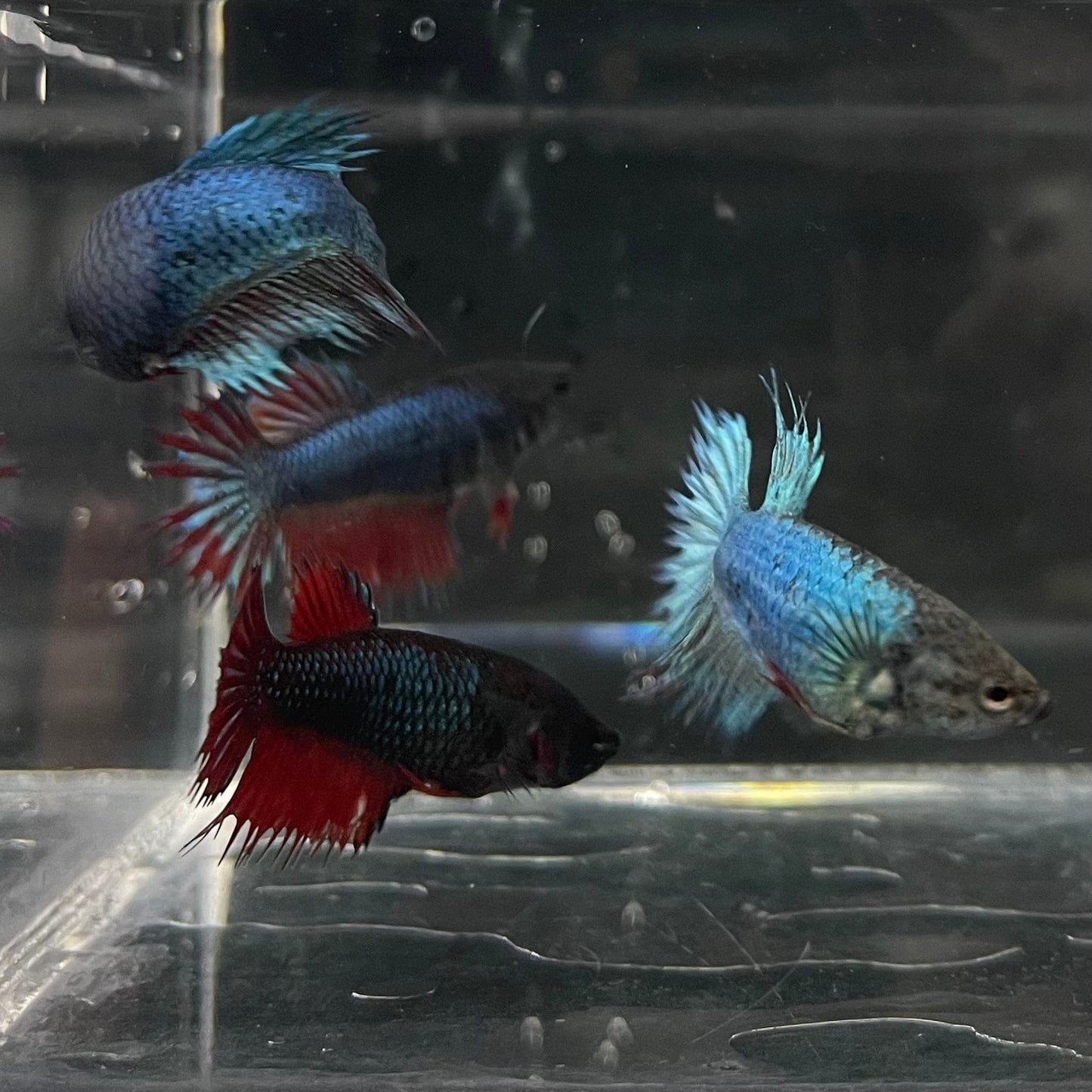 the-fish-farm Female Betta Crowntail Betta - Female Assorted Colours 4-5cm Female Crowntail Betta fighting fish 5cm - The Fish Farm