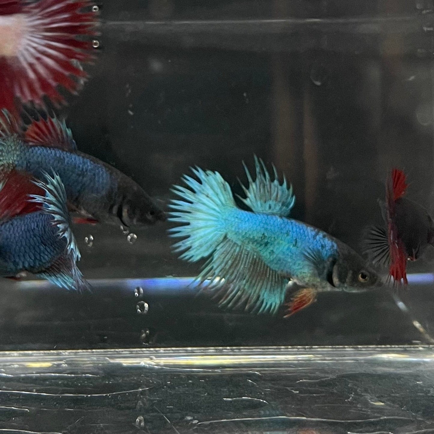 the-fish-farm Female Betta Crowntail Betta - Female Assorted Colours 4-5cm Female Crowntail Betta fighting fish 5cm - The Fish Farm