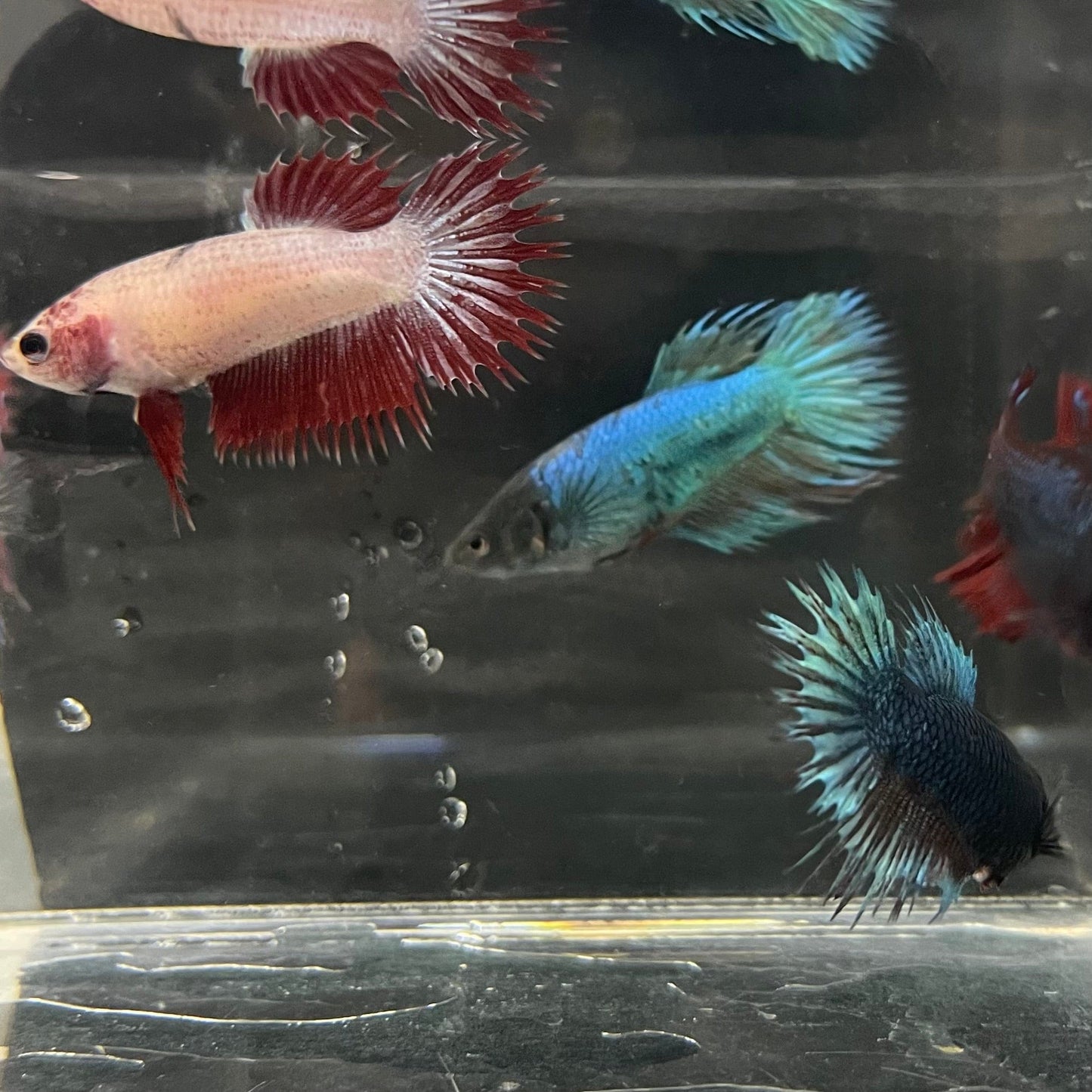 the-fish-farm Female Betta Crowntail Betta - Female Assorted Colours 4-5cm Female Crowntail Betta fighting fish 5cm - The Fish Farm