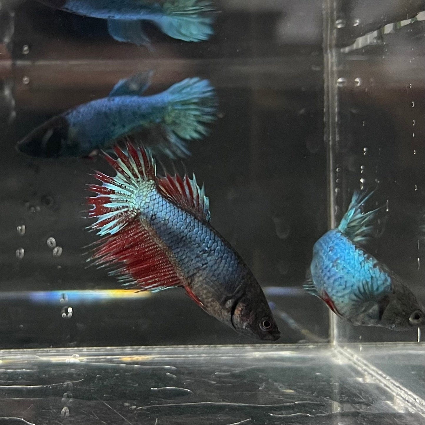 the-fish-farm Female Betta Crowntail Betta - Female Assorted Colours 4-5cm Female Crowntail Betta fighting fish 5cm - The Fish Farm