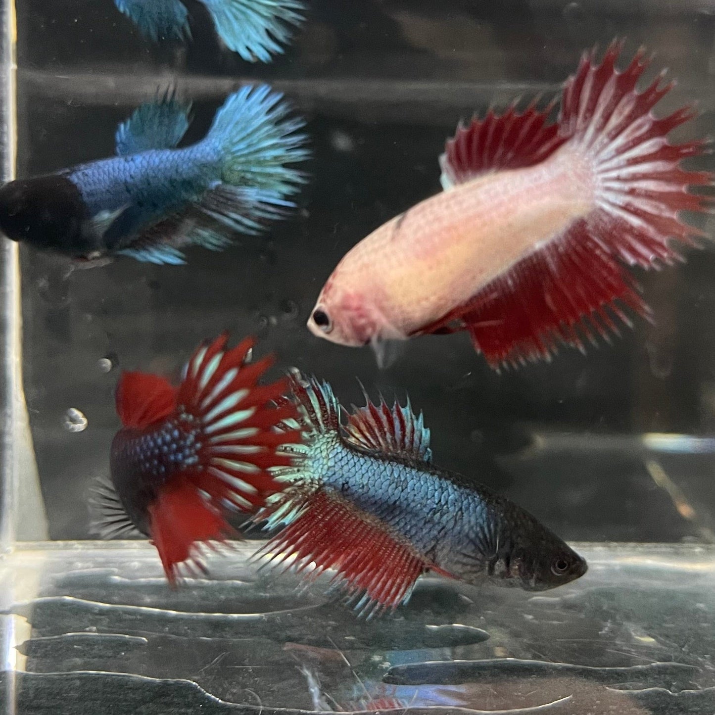 the-fish-farm Female Betta Crowntail Betta - Female Assorted Colours 4-5cm Female Crowntail Betta fighting fish 5cm - The Fish Farm