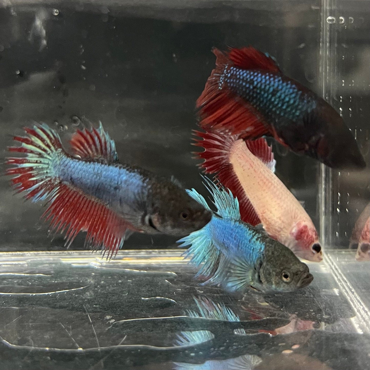 the-fish-farm Female Betta Crowntail Betta - Female Assorted Colours 4-5cm Female Crowntail Betta fighting fish 5cm - The Fish Farm