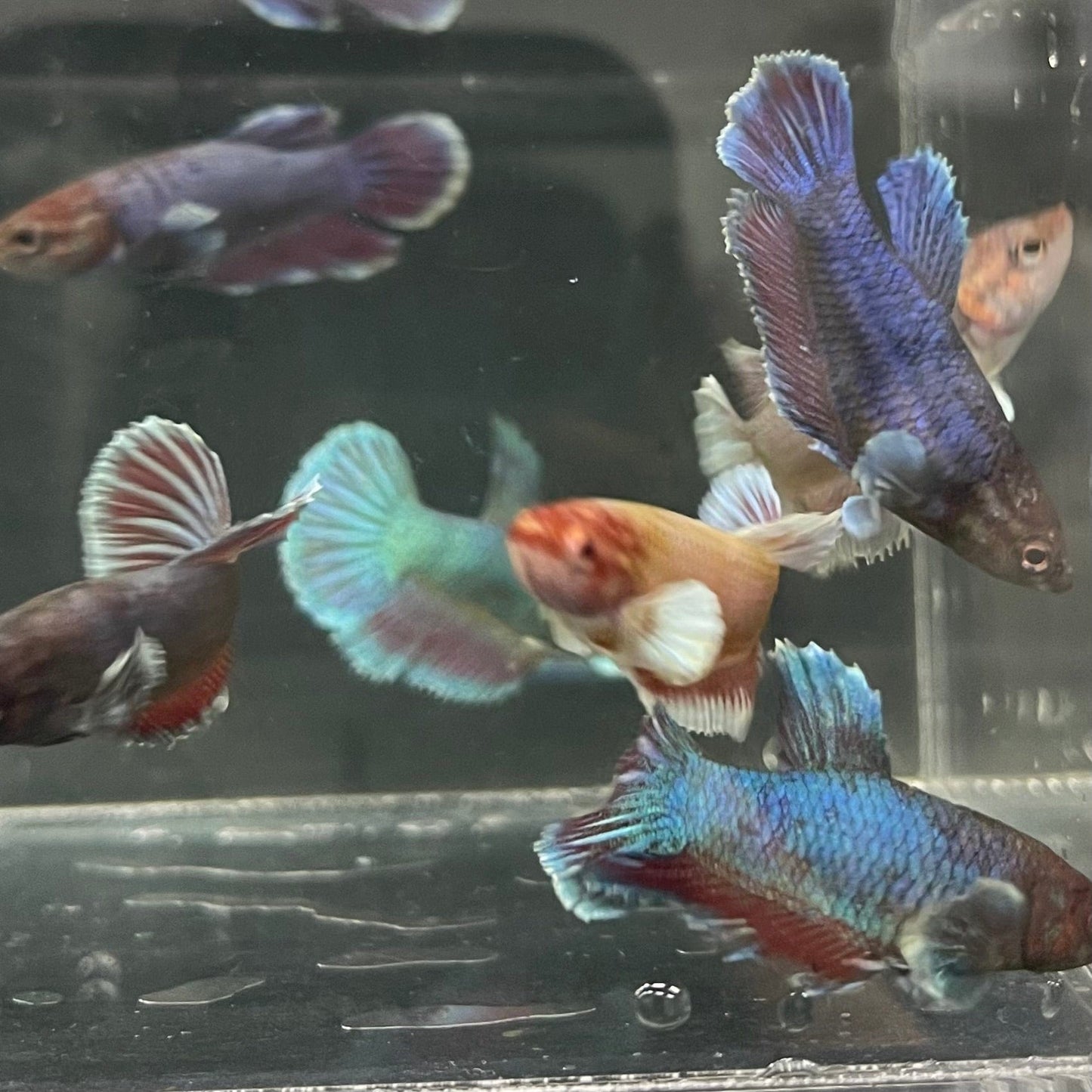 the-fish-farm Female Betta Dumbo Halfmoon Betta - Female Assorted Colours 4-5cm Female Dumbo Halfmoon Betta 5cm- The Fish Farm