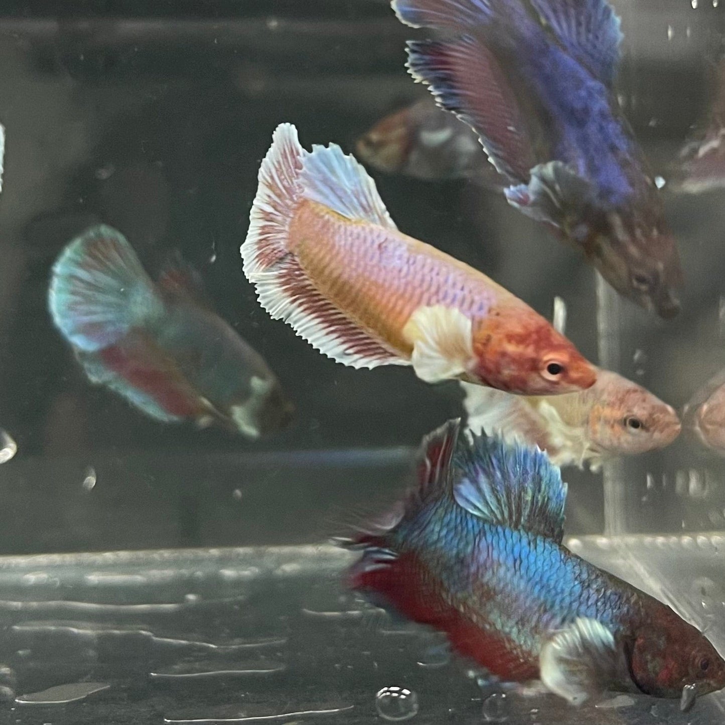 the-fish-farm Female Betta Dumbo Halfmoon Betta - Female Assorted Colours 4-5cm Female Dumbo Halfmoon Betta 5cm- The Fish Farm