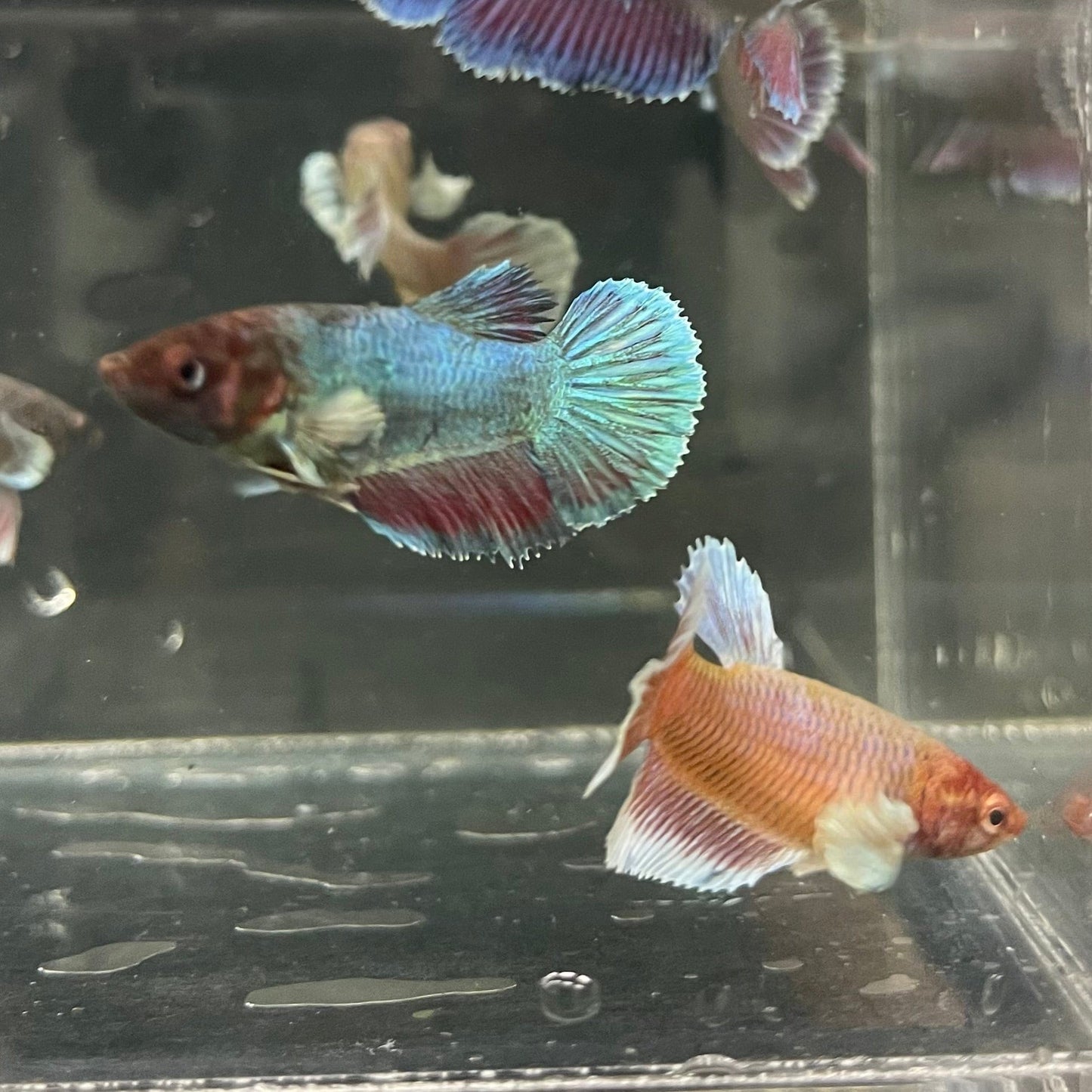 the-fish-farm Female Betta Dumbo Halfmoon Betta - Female Assorted Colours 4-5cm Female Dumbo Halfmoon Betta 5cm- The Fish Farm