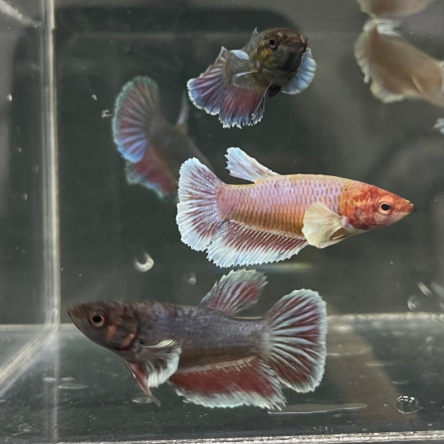 the-fish-farm Female Betta Dumbo Halfmoon Betta - Female Assorted Colours 4-5cm Female Dumbo Halfmoon Betta 5cm- The Fish Farm