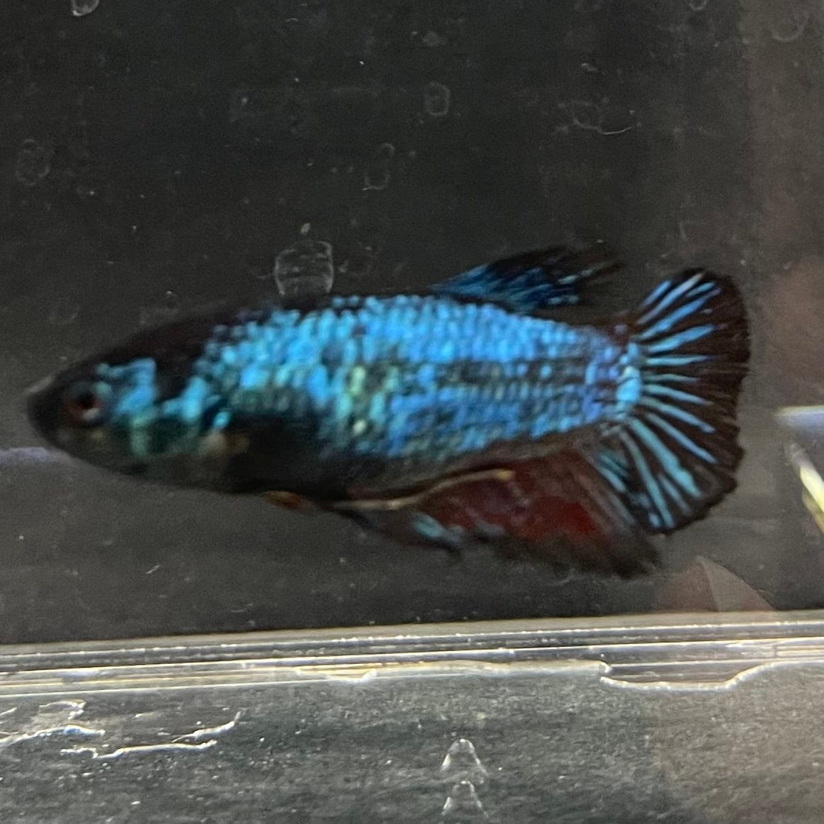 the-fish-farm Female Betta Female Betta - One Only - A Choose your own Female Betta at The Fish Farm Australia