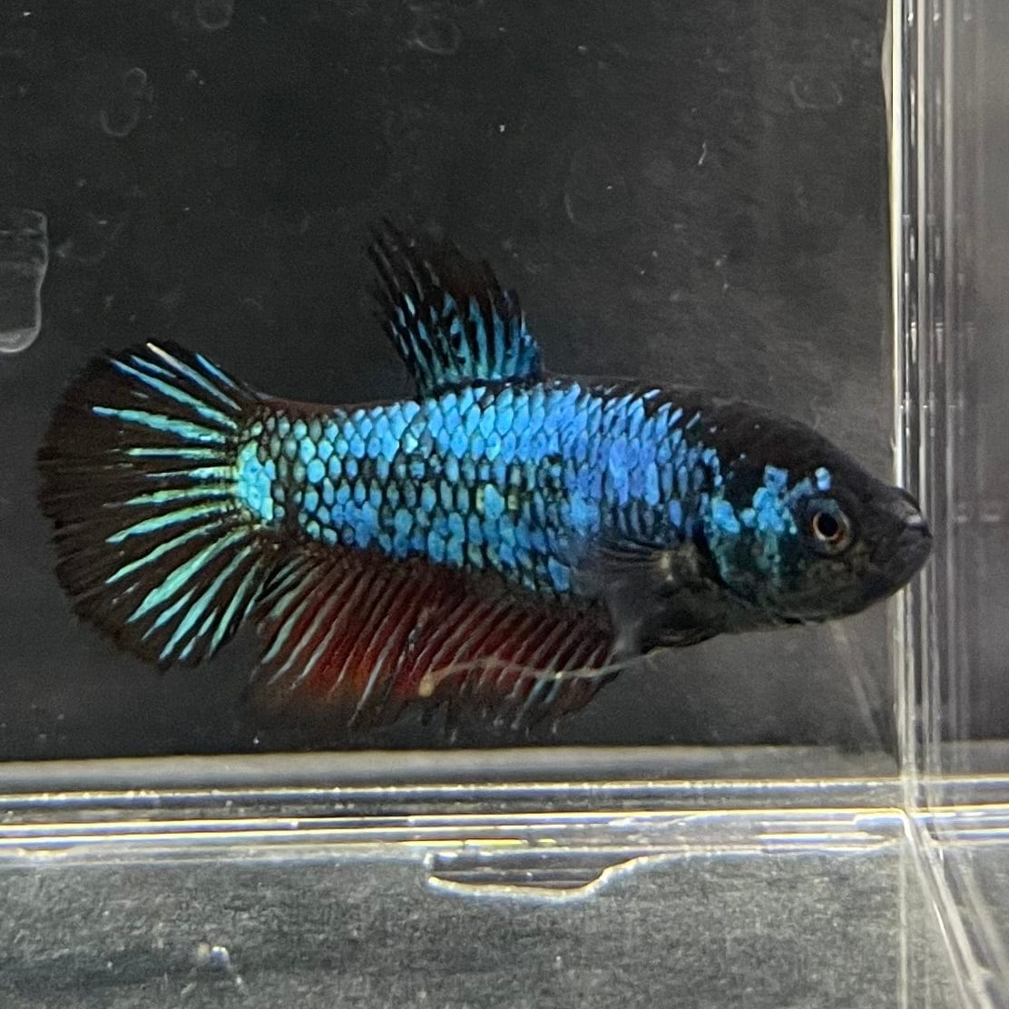 the-fish-farm Female Betta Female Betta - One Only - A Choose your own Female Betta at The Fish Farm Australia