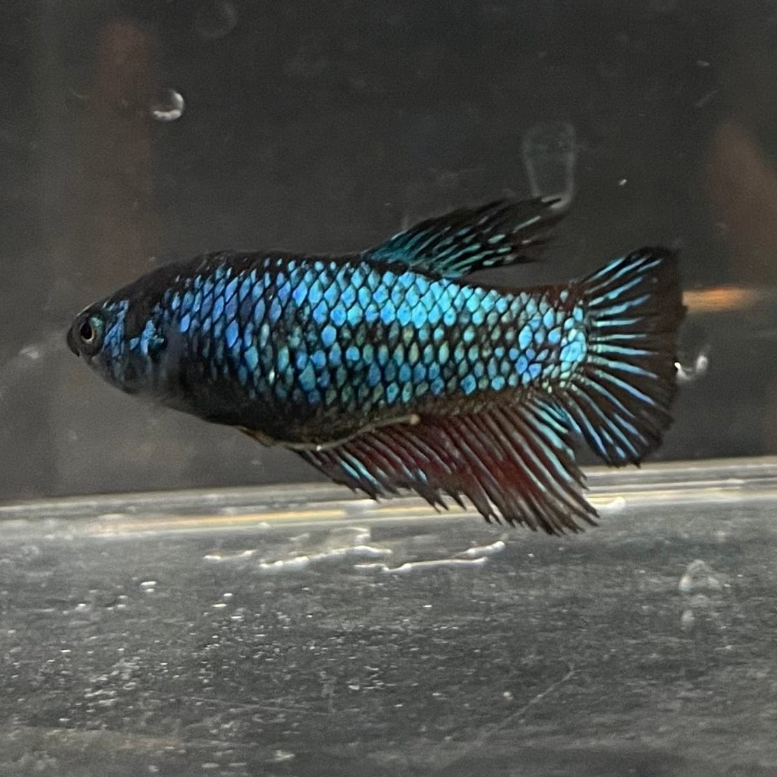 the-fish-farm Female Betta Female Betta - One Only - A Choose your own Female Betta at The Fish Farm Australia