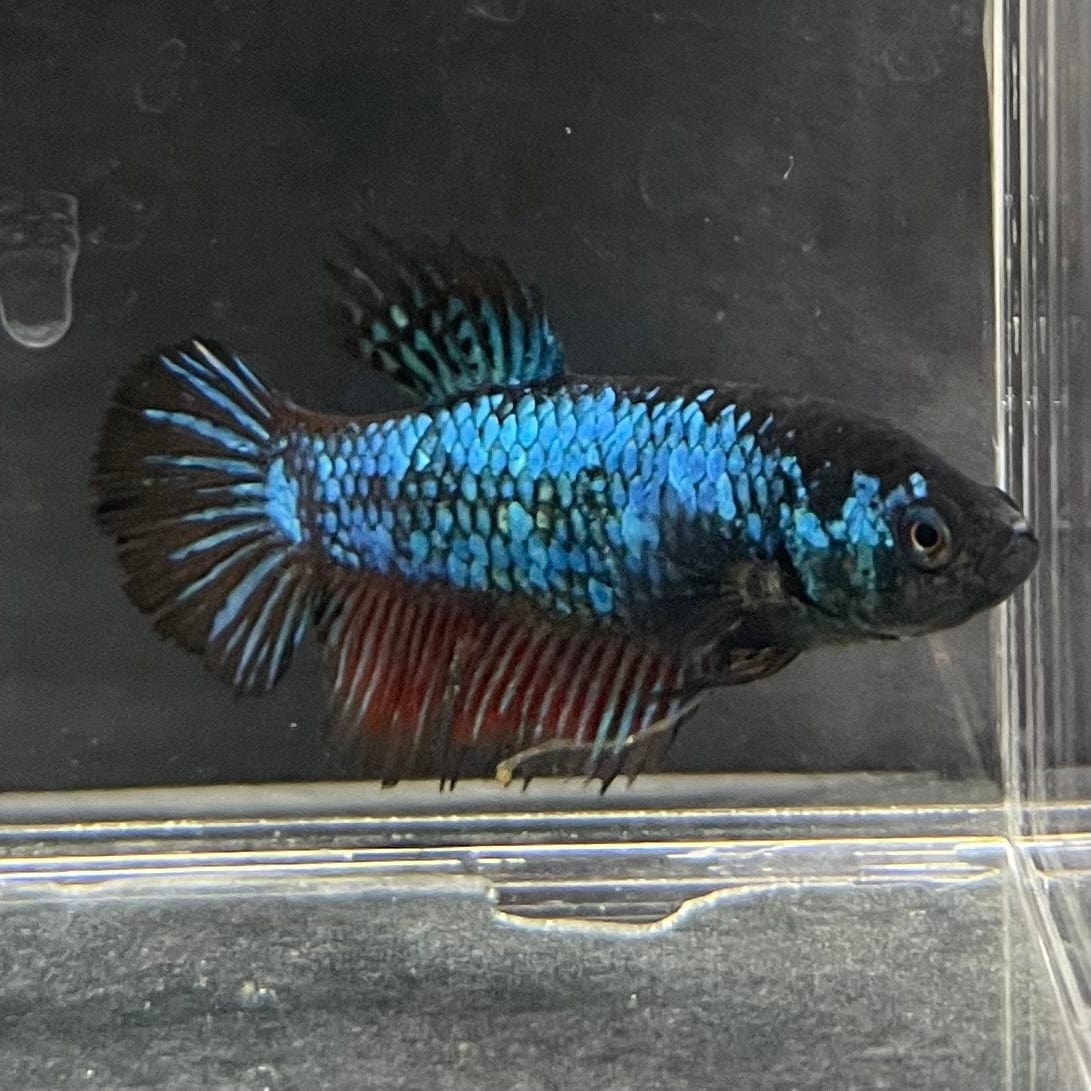 the-fish-farm Female Betta Female Betta - One Only - A Choose your own Female Betta at The Fish Farm Australia