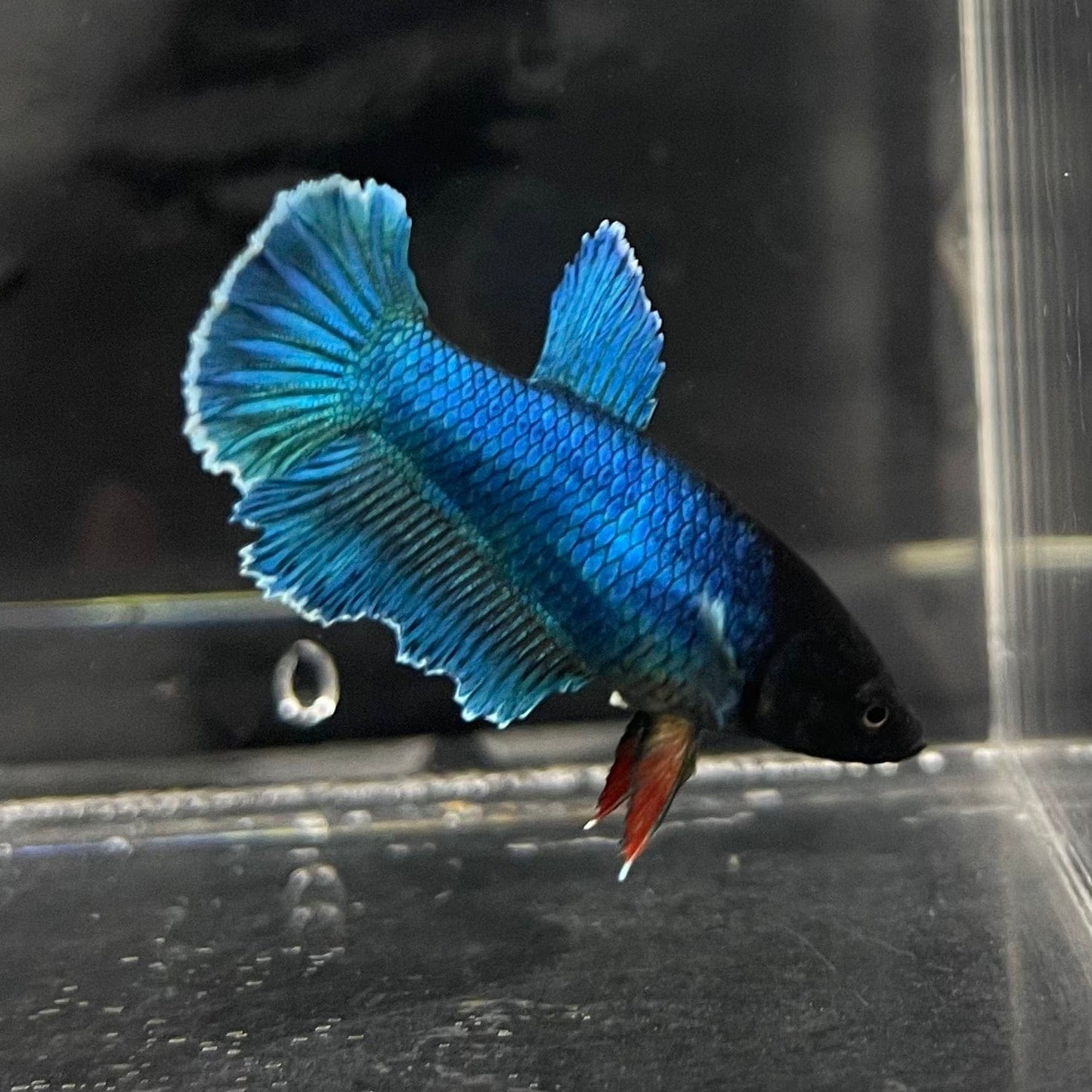 the-fish-farm Female Betta Female Betta - One Only - A Choose your own Female Betta at The Fish Farm Australia