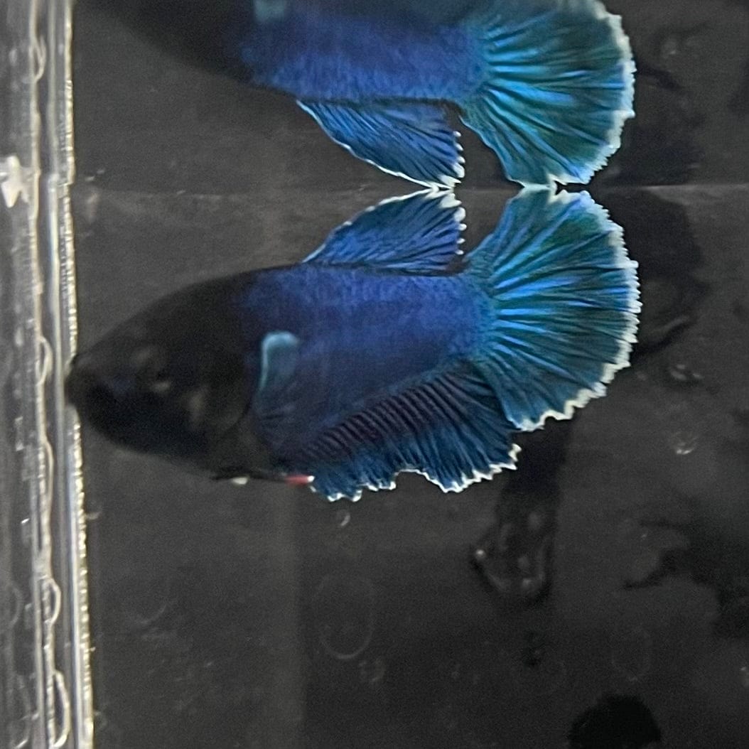 the-fish-farm Female Betta Female Betta - One Only - A Choose your own Female Betta at The Fish Farm Australia