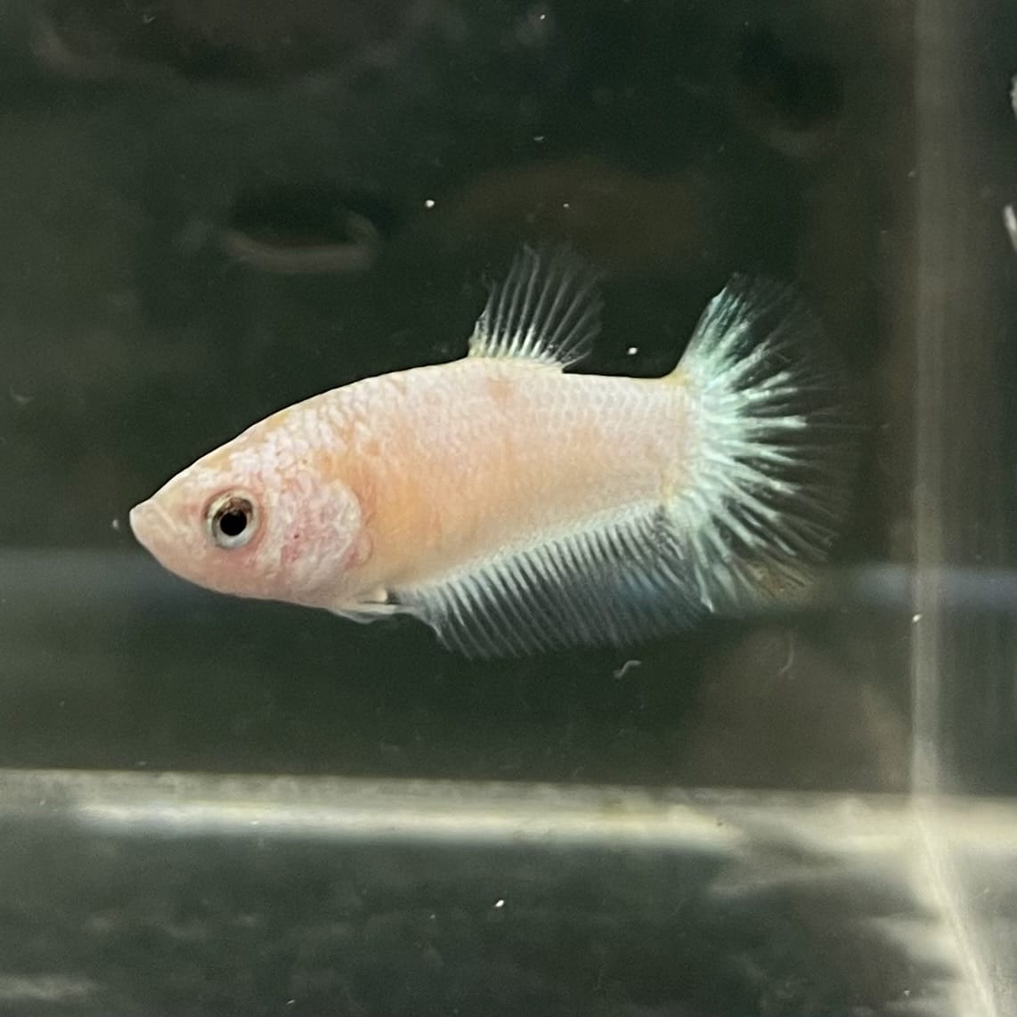 the-fish-farm Female Betta Female Betta - One Only - A Choose your own Female Betta at The Fish Farm Australia