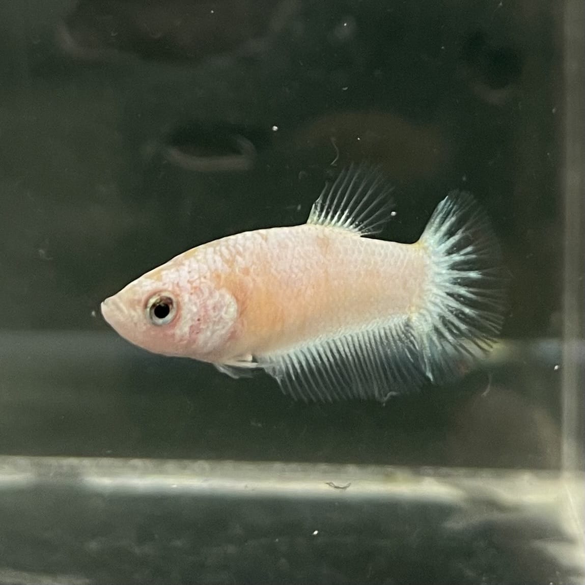 the-fish-farm Female Betta Female Betta - One Only - A Choose your own Female Betta at The Fish Farm Australia