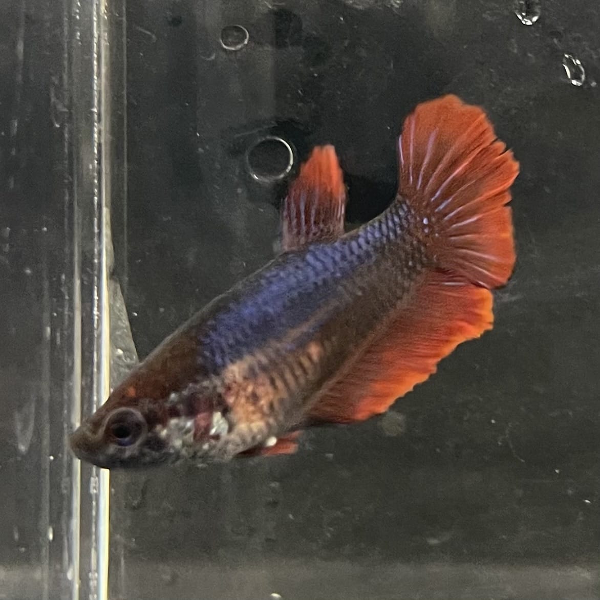 the-fish-farm Female Betta Female Betta - One Only - A Choose your own Female Betta at The Fish Farm Australia