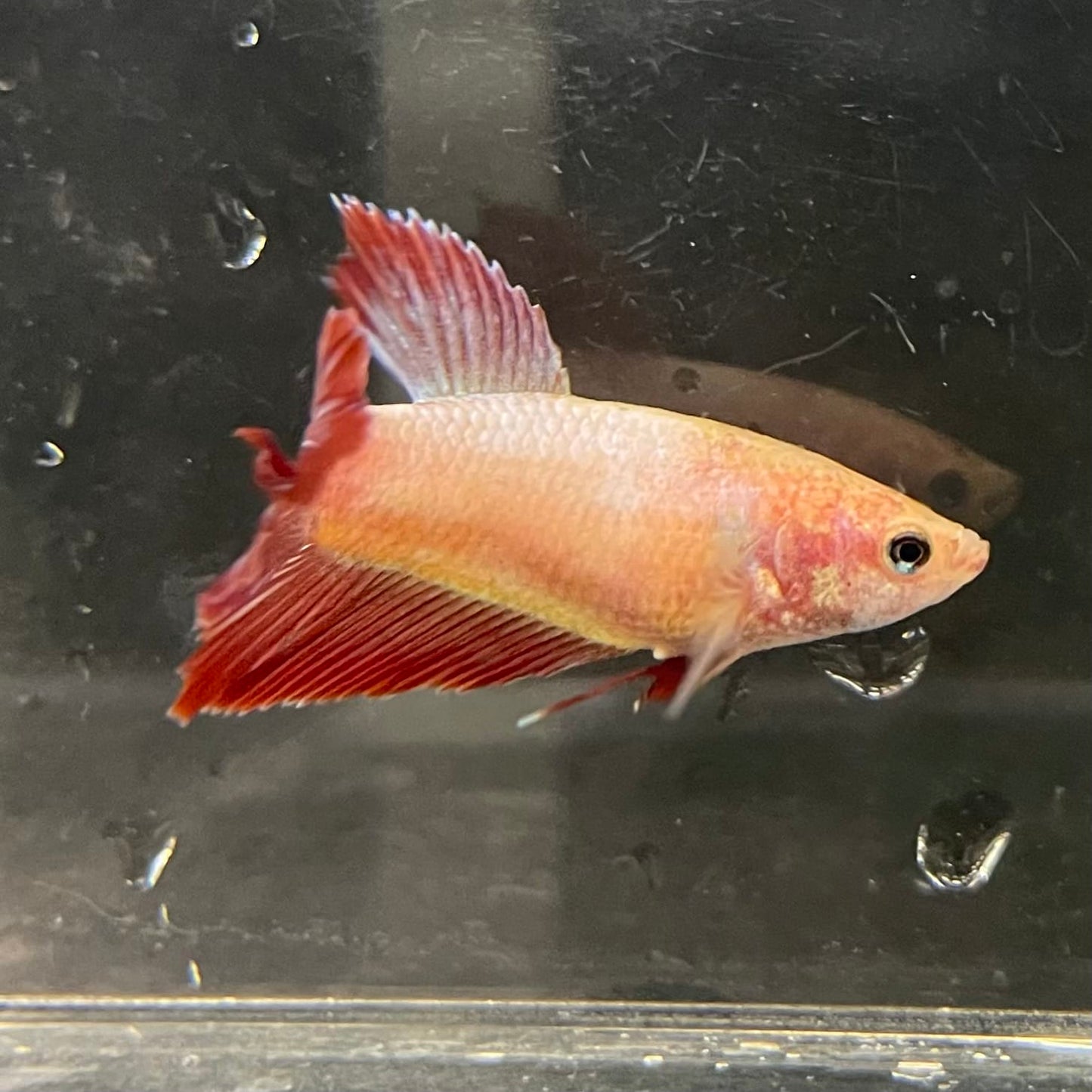 the-fish-farm Female Betta Female Betta - One Only - A Choose your own Female Betta at The Fish Farm Australia
