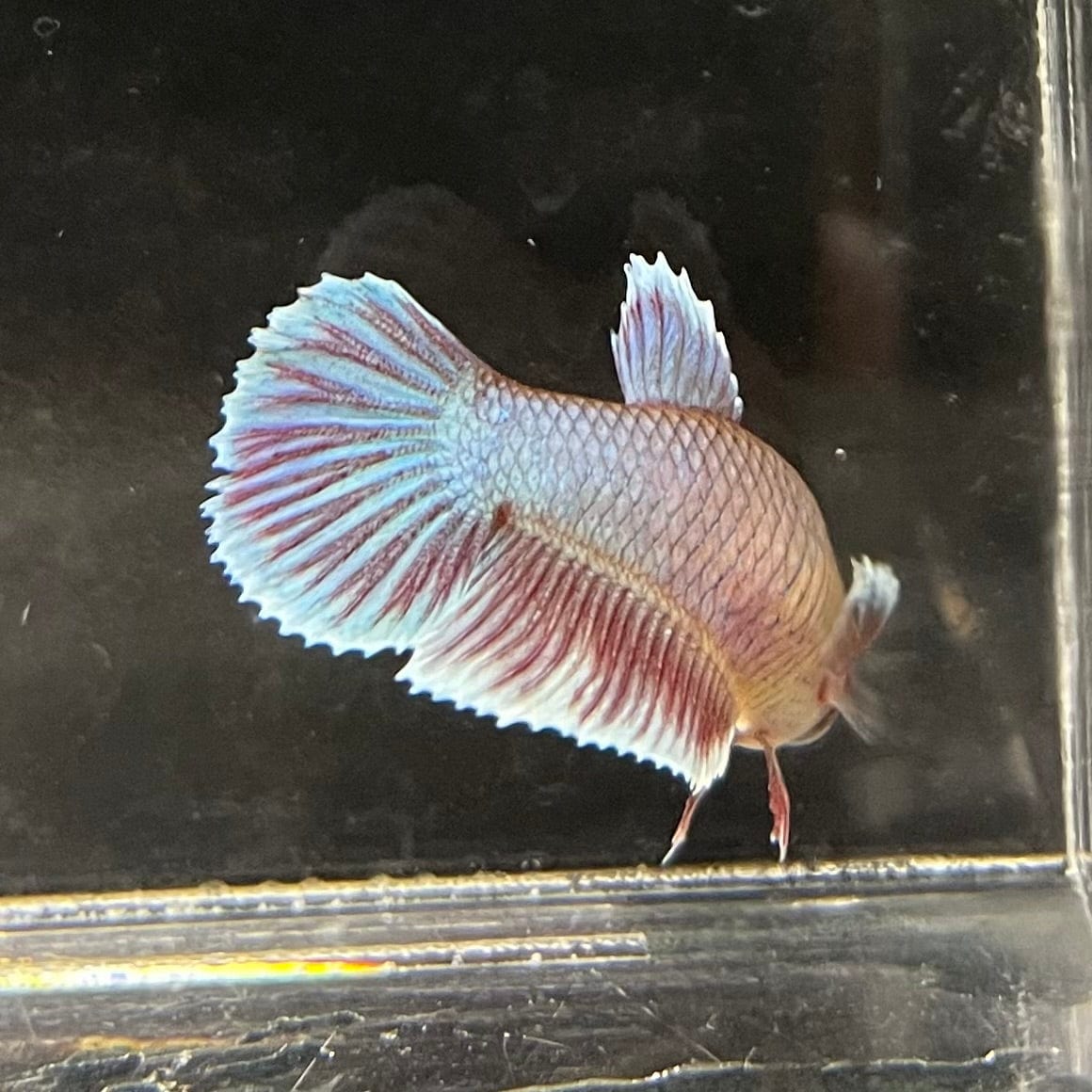 the-fish-farm Female Betta Female Betta - One Only - B Choose your own Female Betta at The Fish Farm Australia