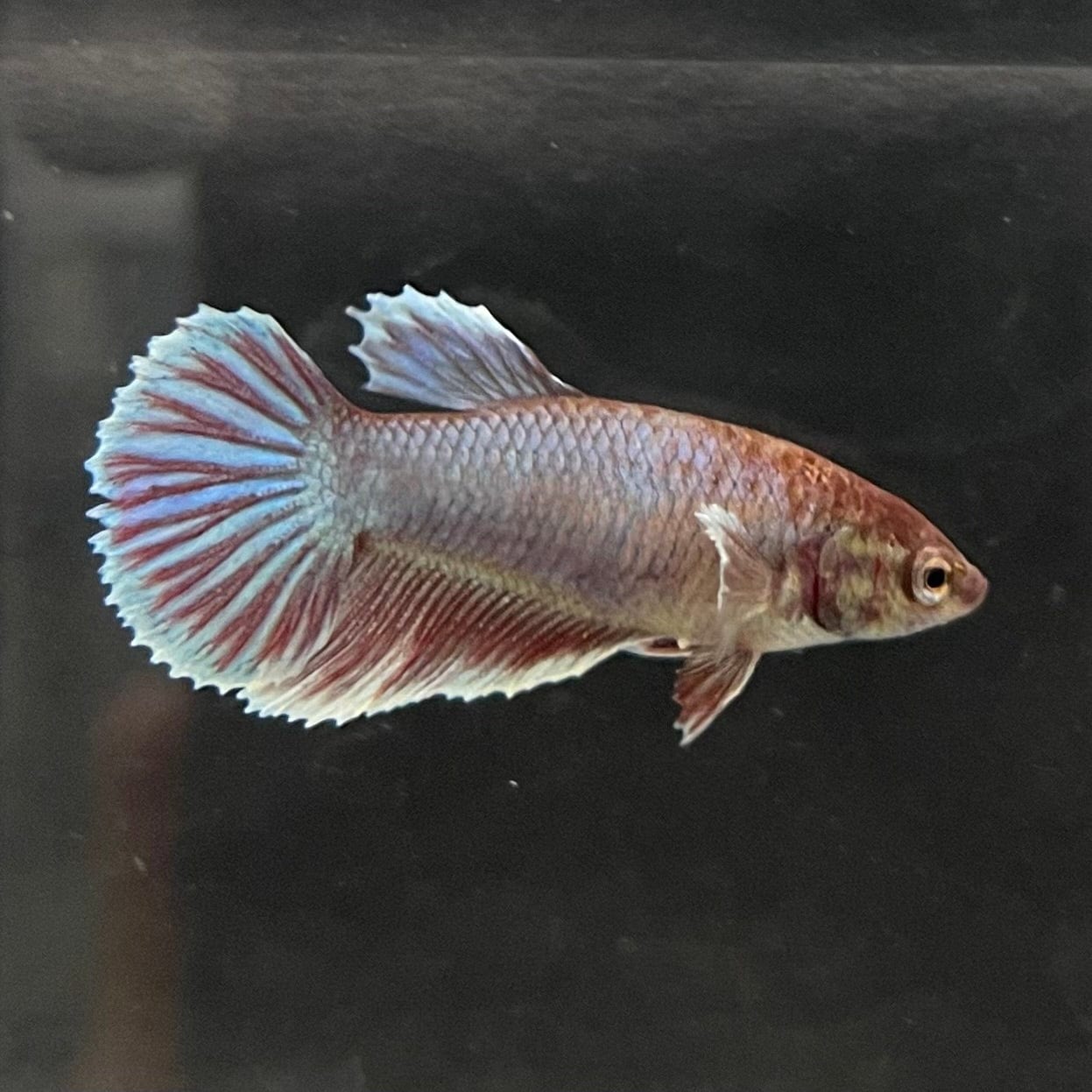 the-fish-farm Female Betta Female Betta - One Only - B Choose your own Female Betta at The Fish Farm Australia