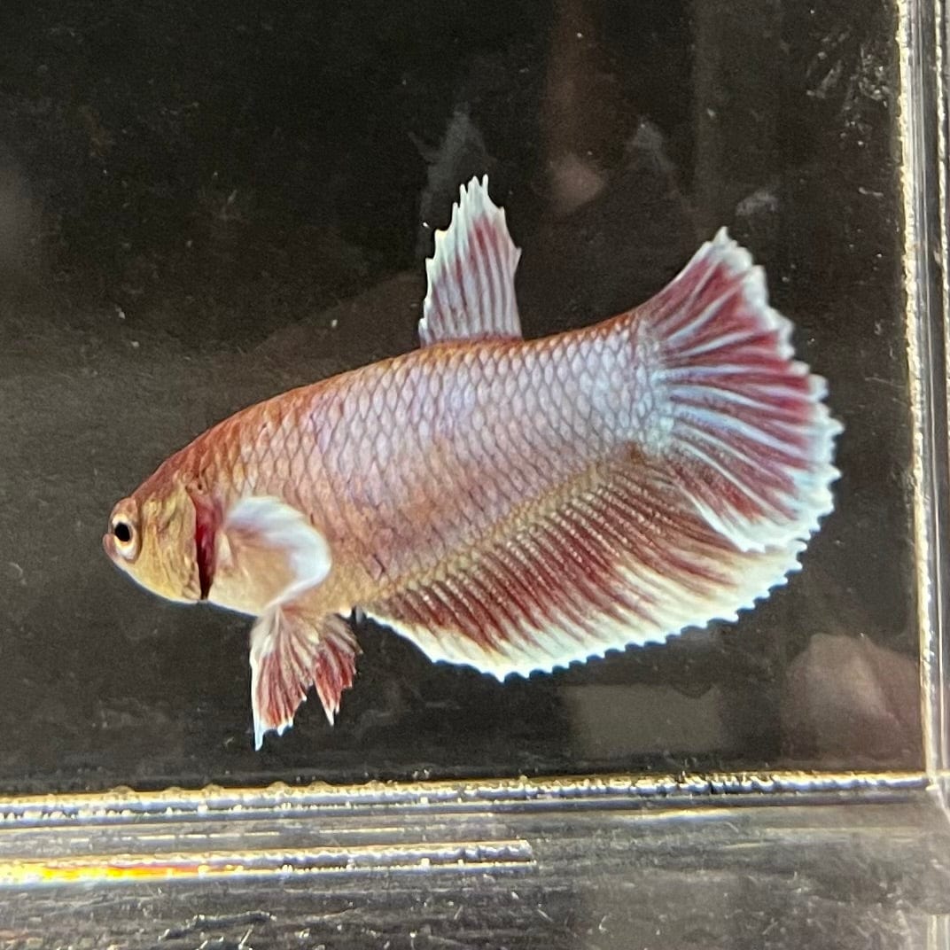 the-fish-farm Female Betta Female Betta - One Only - B Choose your own Female Betta at The Fish Farm Australia