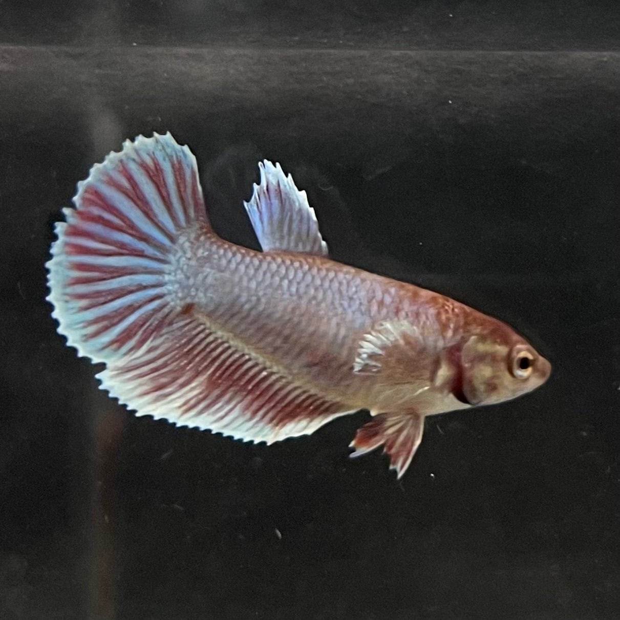 the-fish-farm Female Betta Female Betta - One Only - B Choose your own Female Betta at The Fish Farm Australia