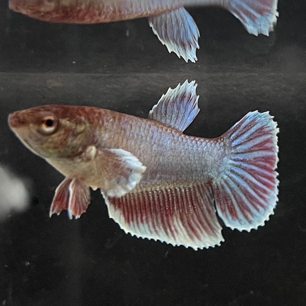 the-fish-farm Female Betta Female Betta - One Only - B Choose your own Female Betta at The Fish Farm Australia