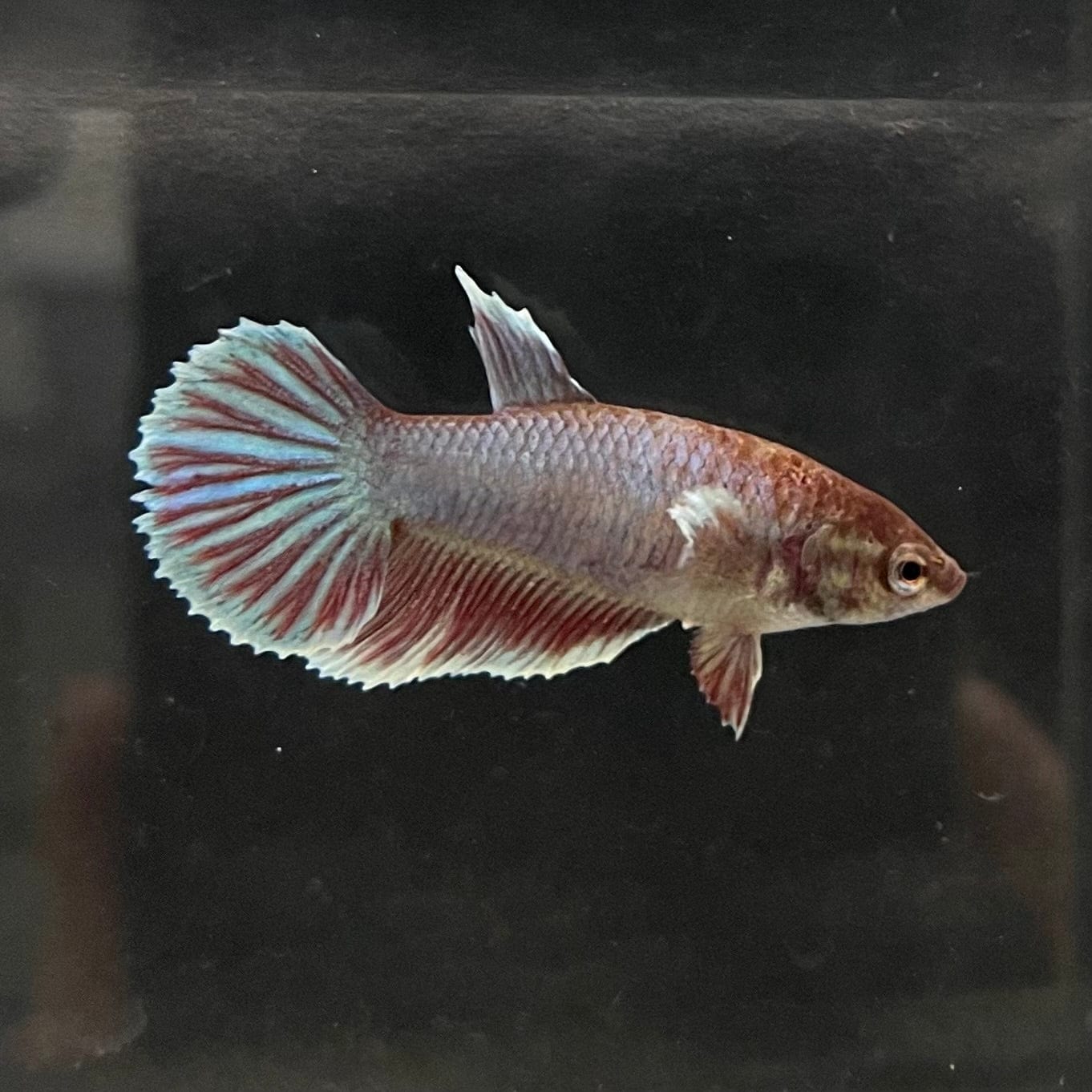 the-fish-farm Female Betta Female Betta - One Only - B Choose your own Female Betta at The Fish Farm Australia