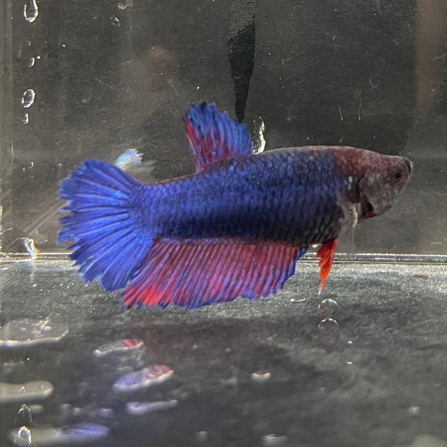 the-fish-farm Female Betta Female Betta - One Only - B Choose your own Female Betta at The Fish Farm Australia