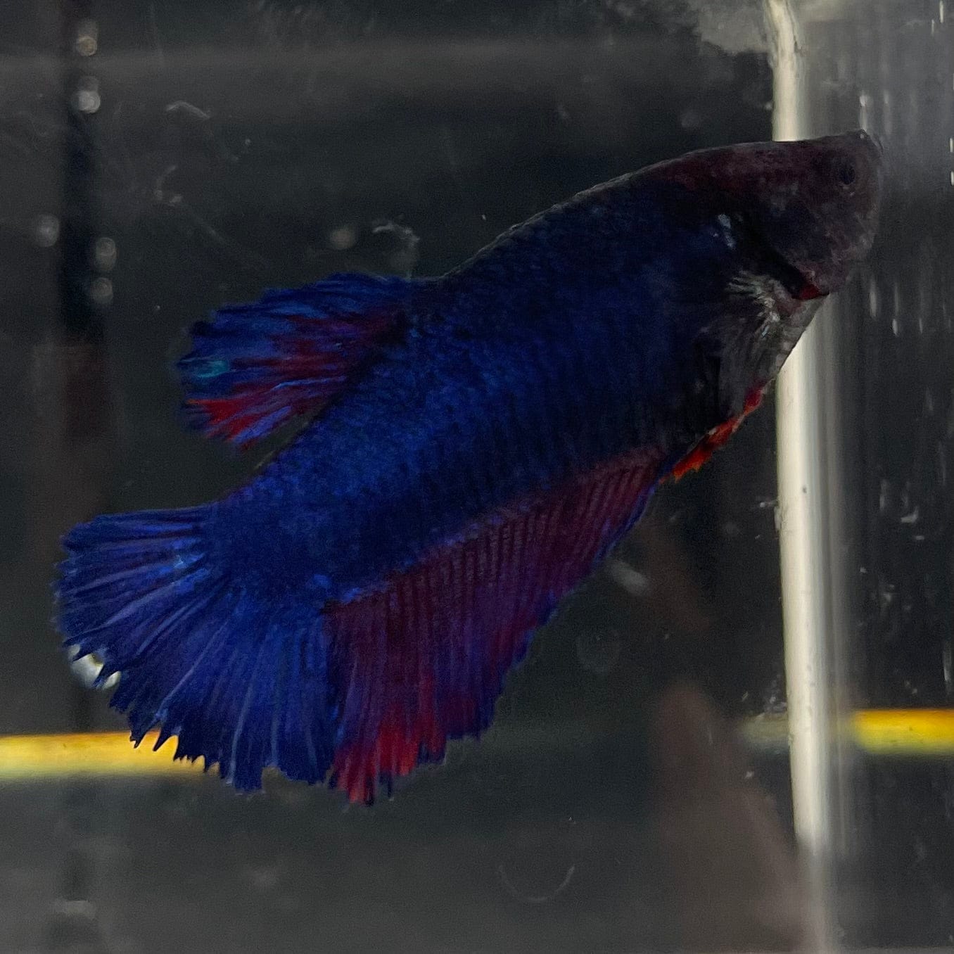 the-fish-farm Female Betta Female Betta - One Only - B Choose your own Female Betta at The Fish Farm Australia