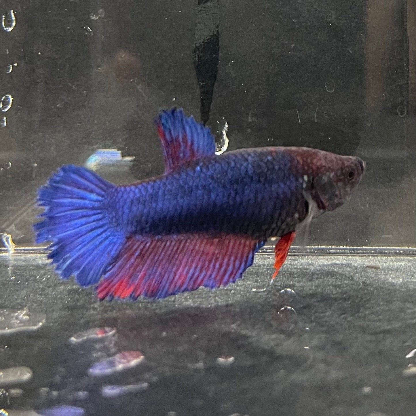 the-fish-farm Female Betta Female Betta - One Only - B Choose your own Female Betta at The Fish Farm Australia