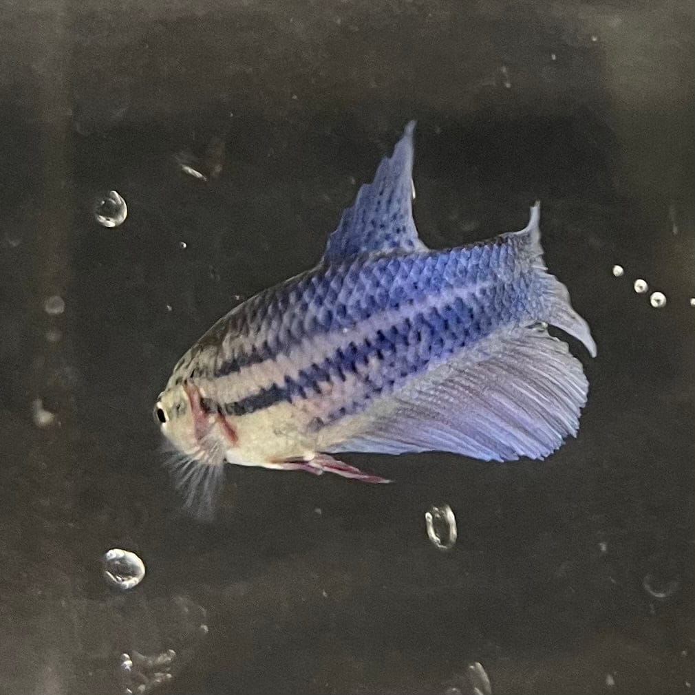 the-fish-farm Female Betta Female Betta - One Only - B Choose your own Female Betta at The Fish Farm Australia