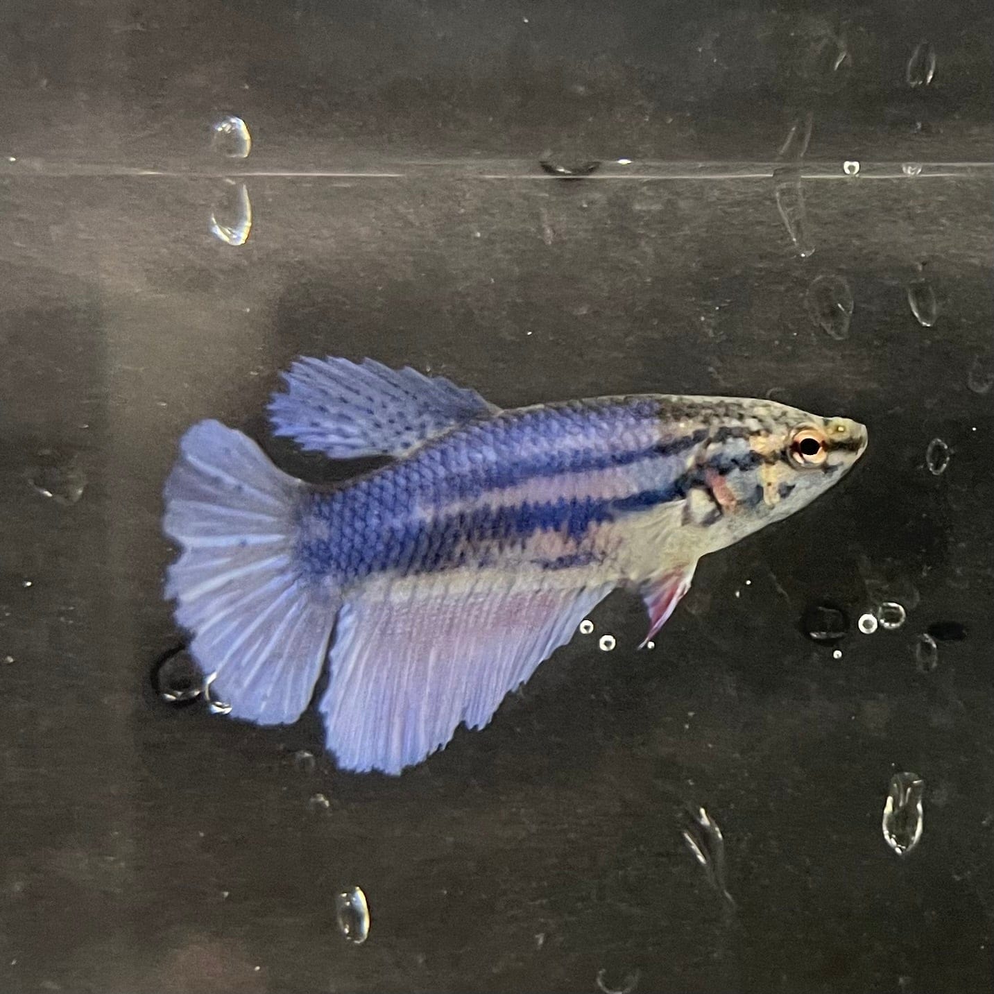 the-fish-farm Female Betta Female Betta - One Only - B Choose your own Female Betta at The Fish Farm Australia