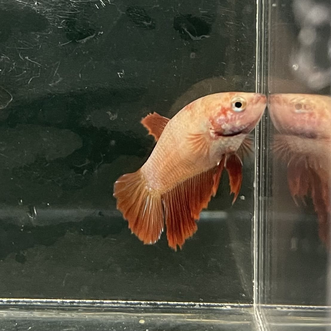 the-fish-farm Female Betta Female Betta - One Only - B Choose your own Female Betta at The Fish Farm Australia