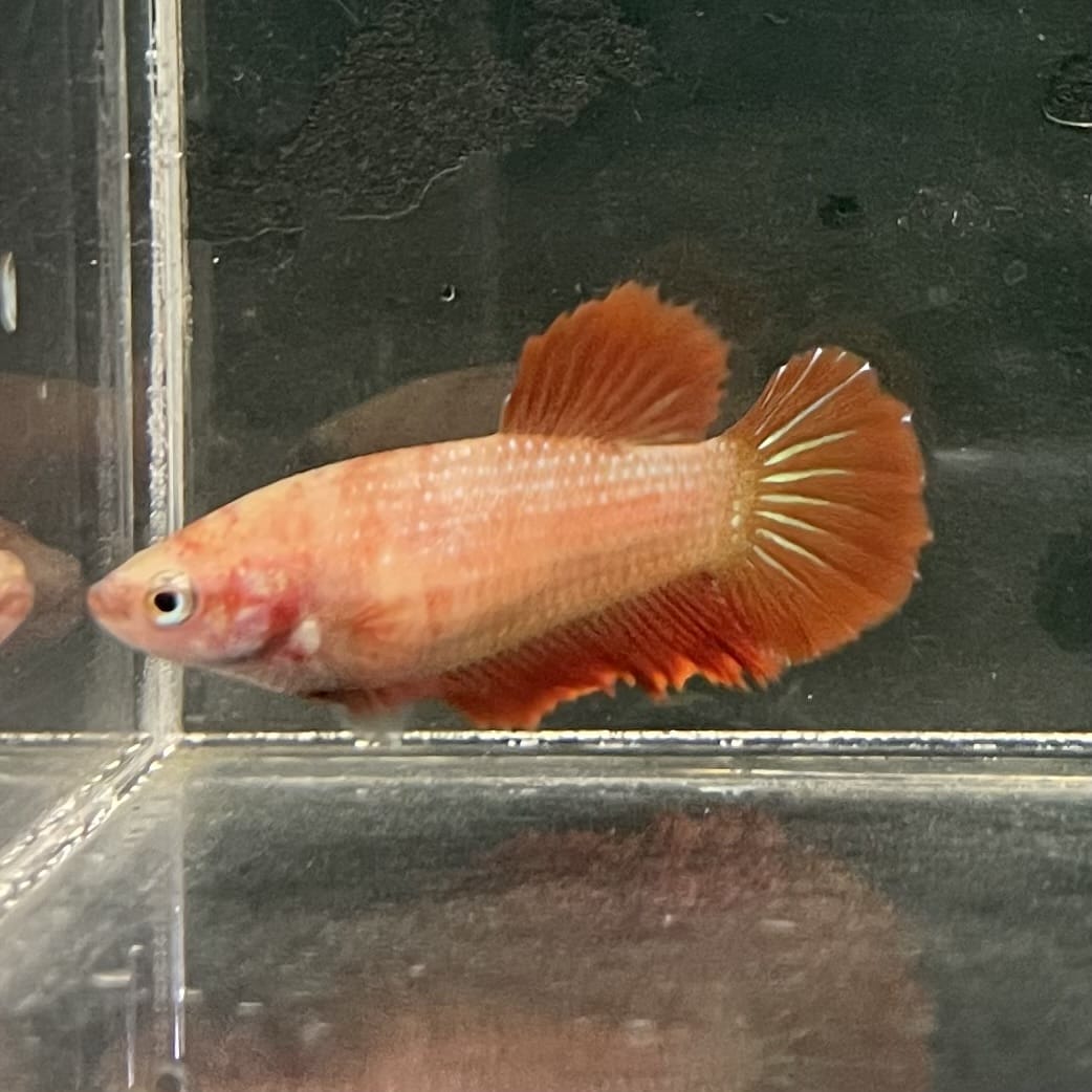 the-fish-farm Female Betta Female Betta - One Only - B Choose your own Female Betta at The Fish Farm Australia