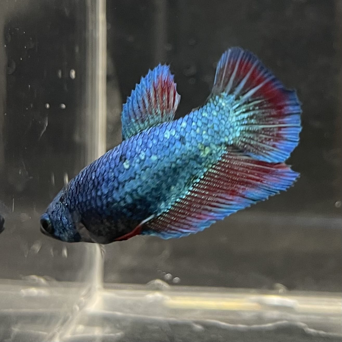 the-fish-farm Female Betta Female Betta - One Only - B Choose your own Female Betta at The Fish Farm Australia