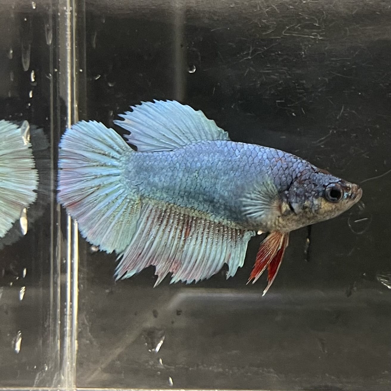 the-fish-farm Female Betta Female Betta - One Only - B Choose your own Female Betta at The Fish Farm Australia