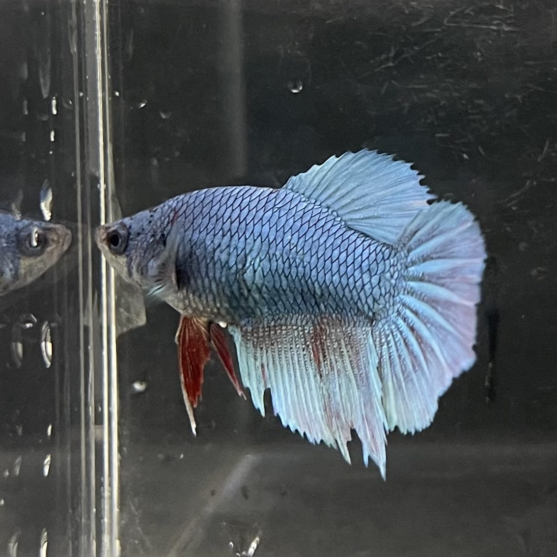 the-fish-farm Female Betta Female Betta - One Only - B Choose your own Female Betta at The Fish Farm Australia