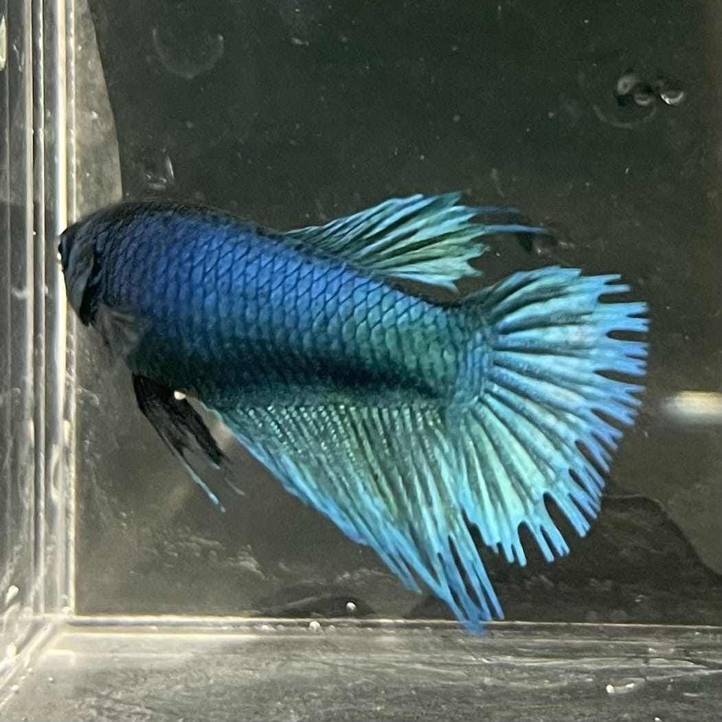 the-fish-farm Female Betta Female Betta - One Only - B Choose your own Female Betta at The Fish Farm Australia