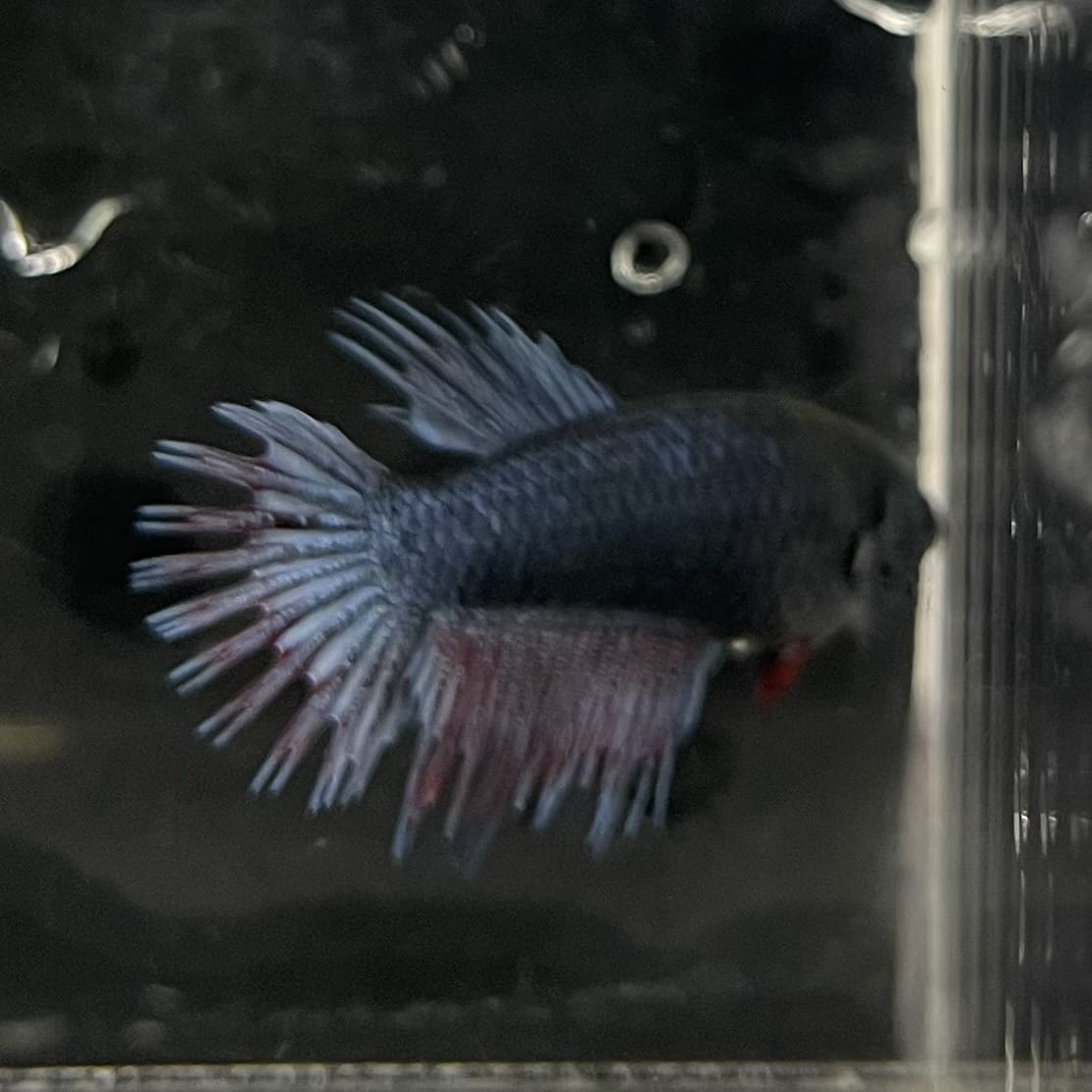 the-fish-farm Female Betta Female Betta - One Only - B Choose your own Female Betta at The Fish Farm Australia