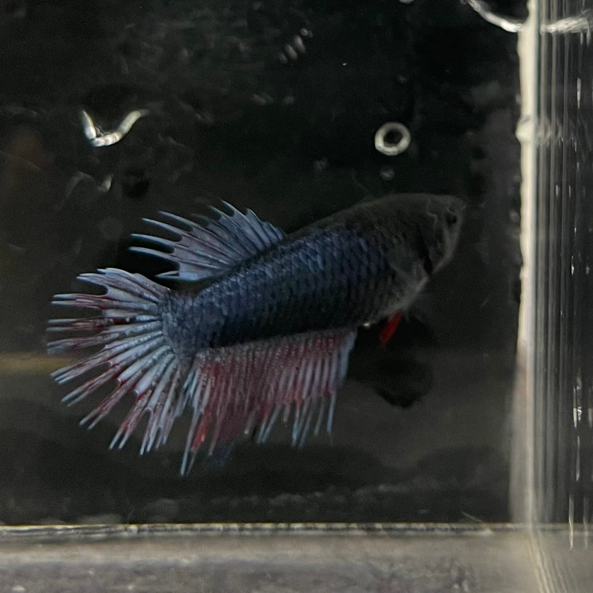 the-fish-farm Female Betta Female Betta - One Only - B Choose your own Female Betta at The Fish Farm Australia